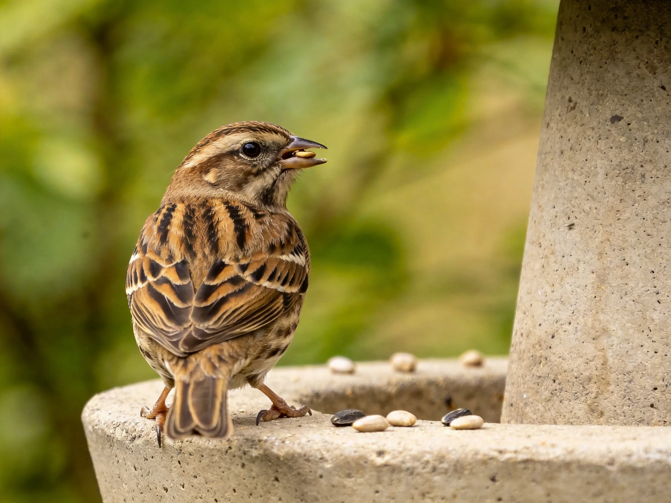 A brown-striped sparrow perches on a stone feeder with scattered seeds