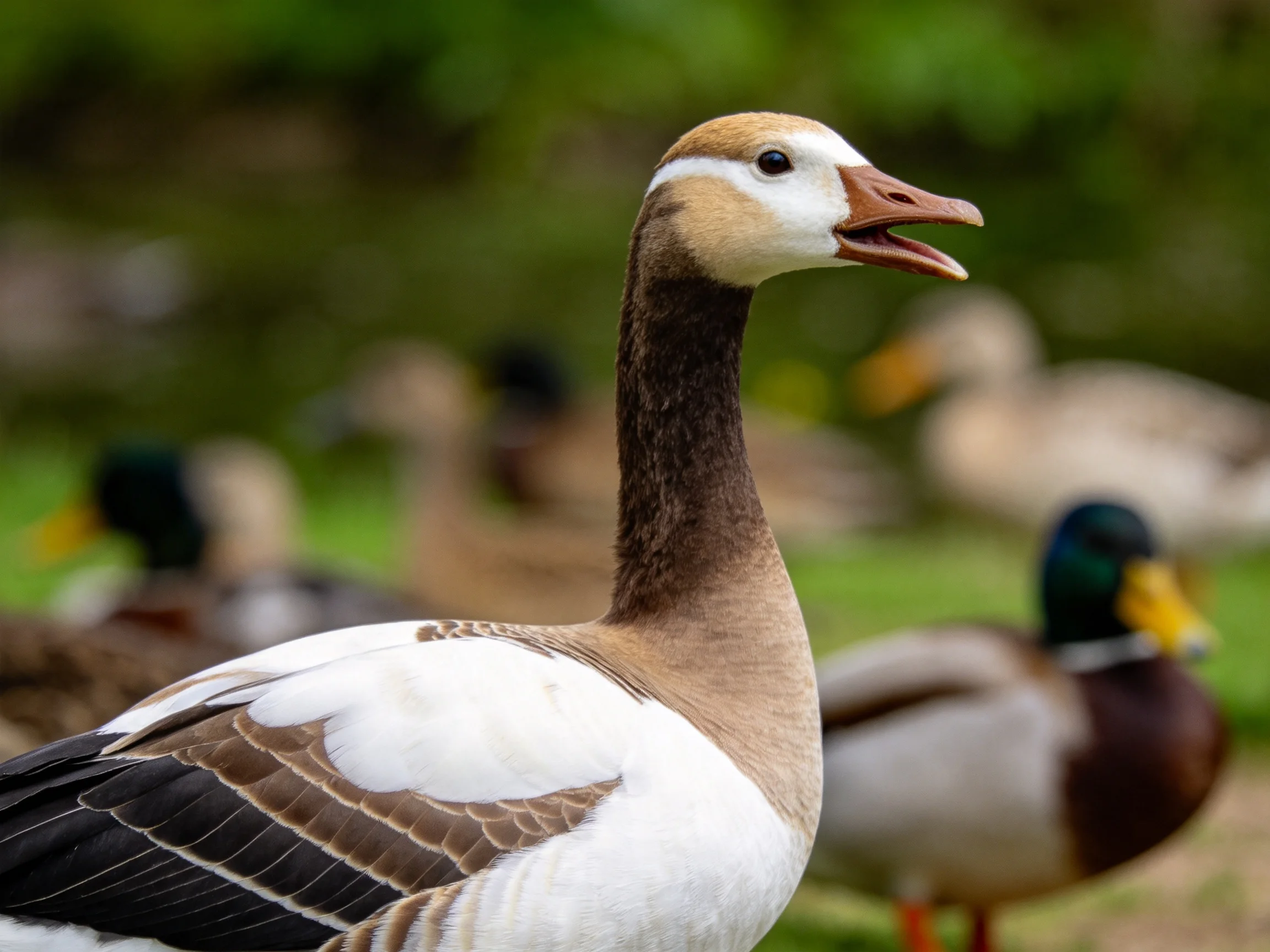 A prominent brown, white, and black waterfowl is surrounded by ducks.