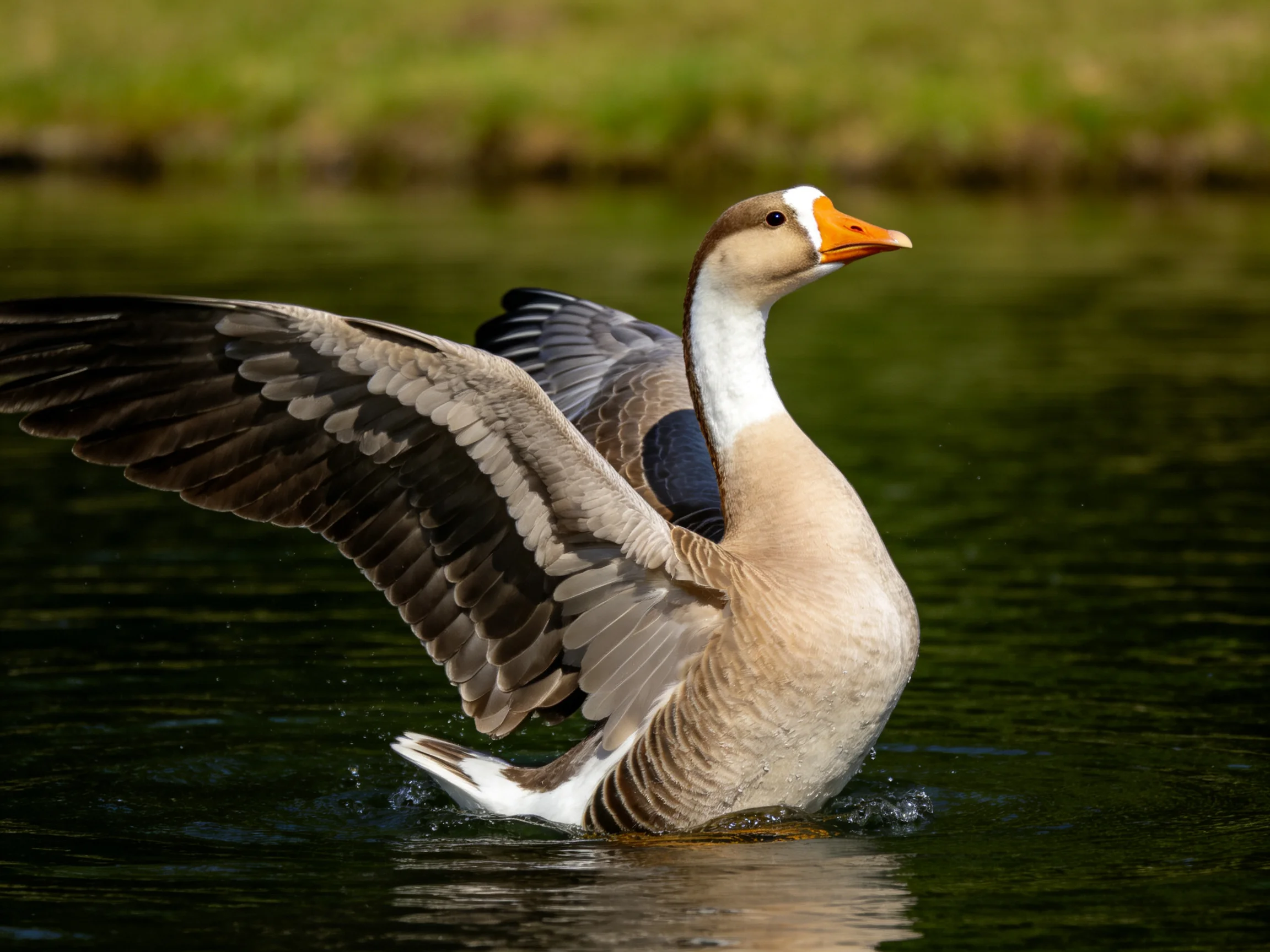 A brownand white goose spreading wings in calm water