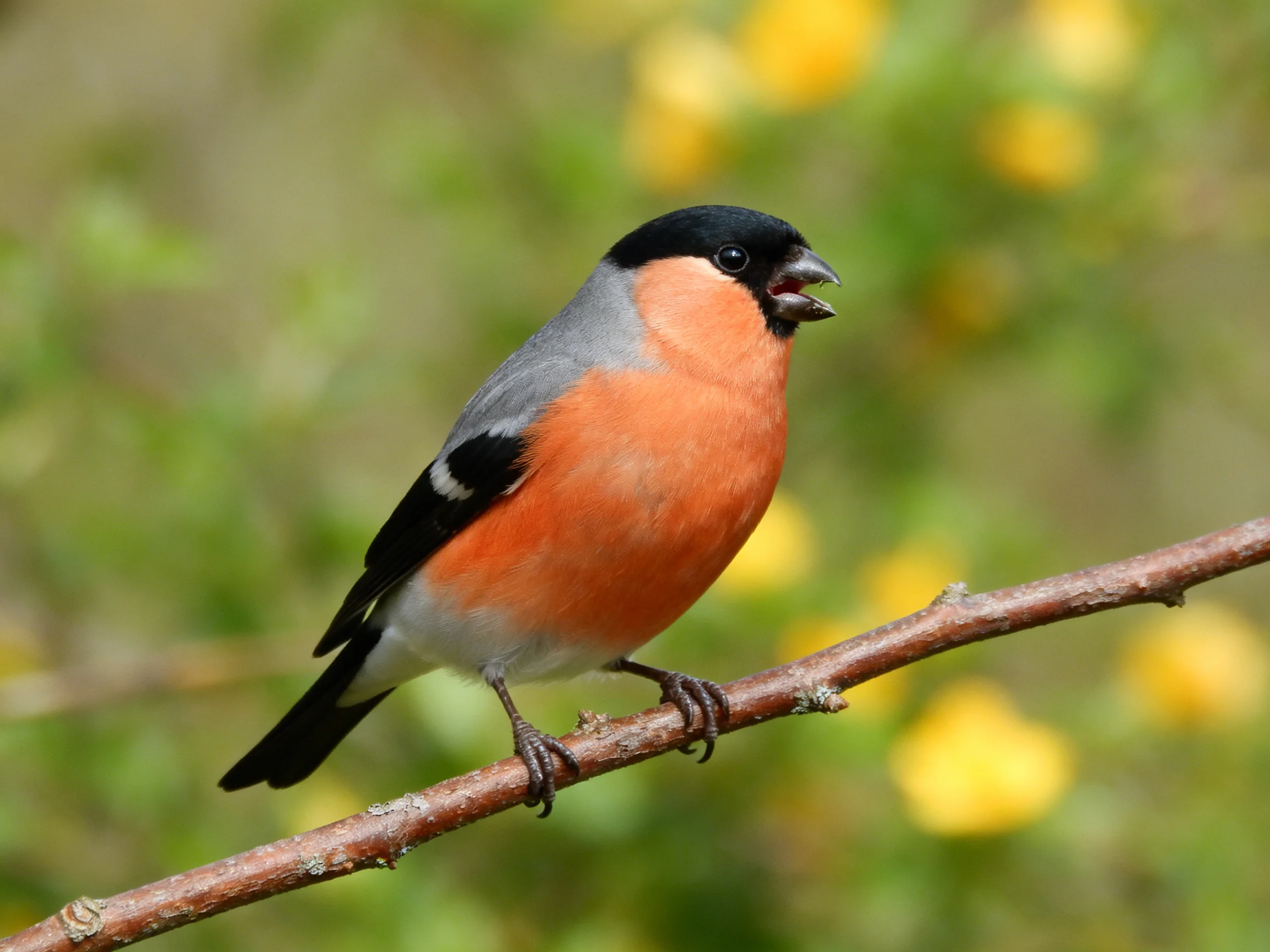 A bullfinch with black, gray, and orange plumage perched on a brown branch