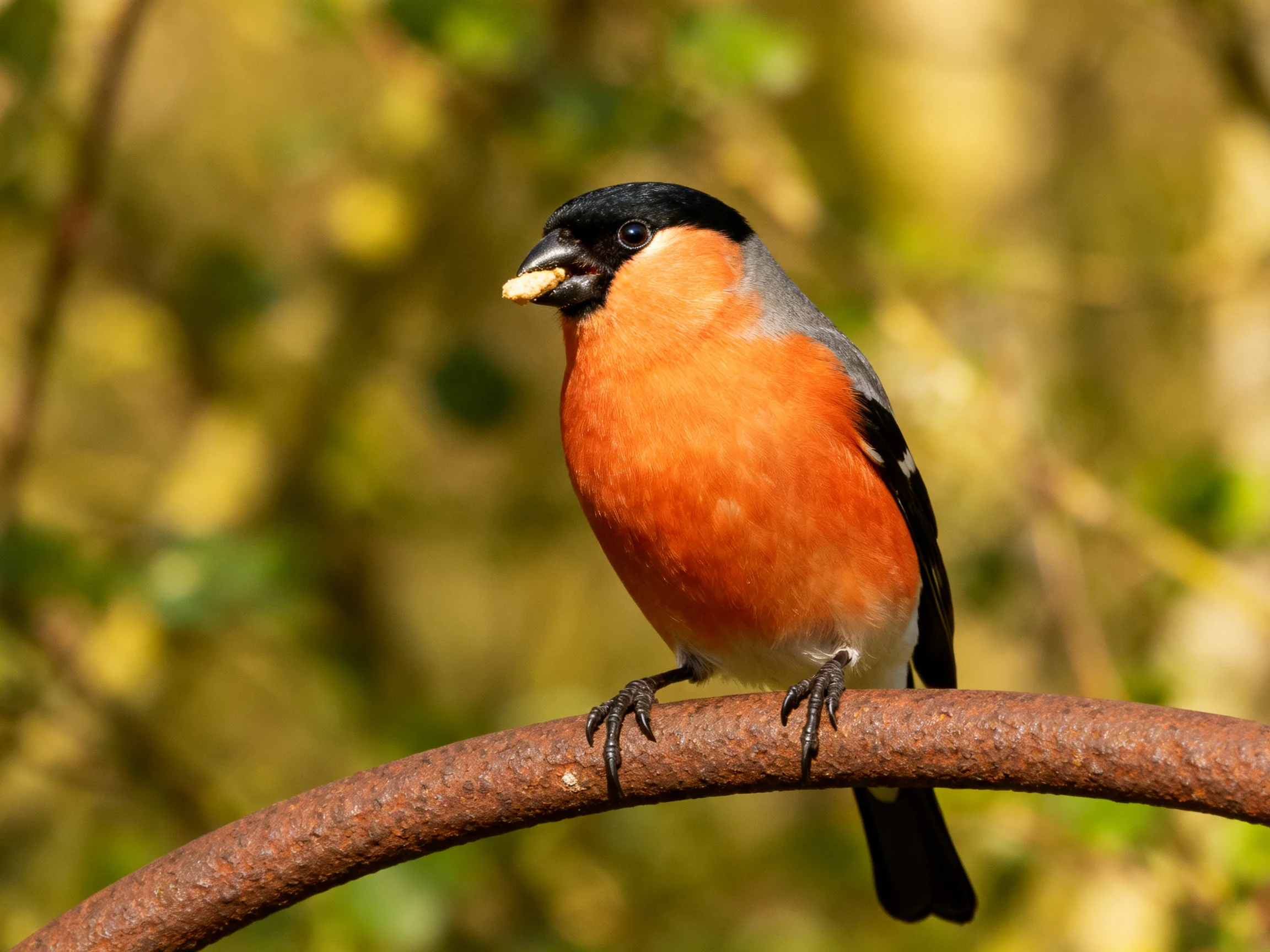 A bullfinch with vibrant orange chest perches on a rusted metal branch