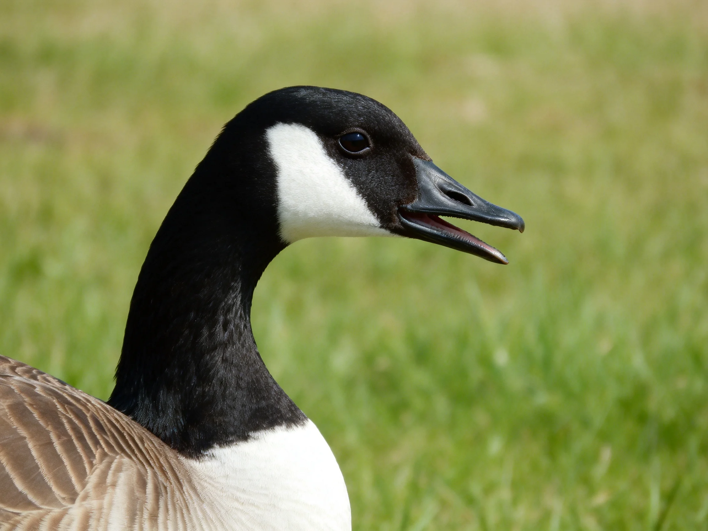 A close - up of a Canada goose with black, white, and brown plumage