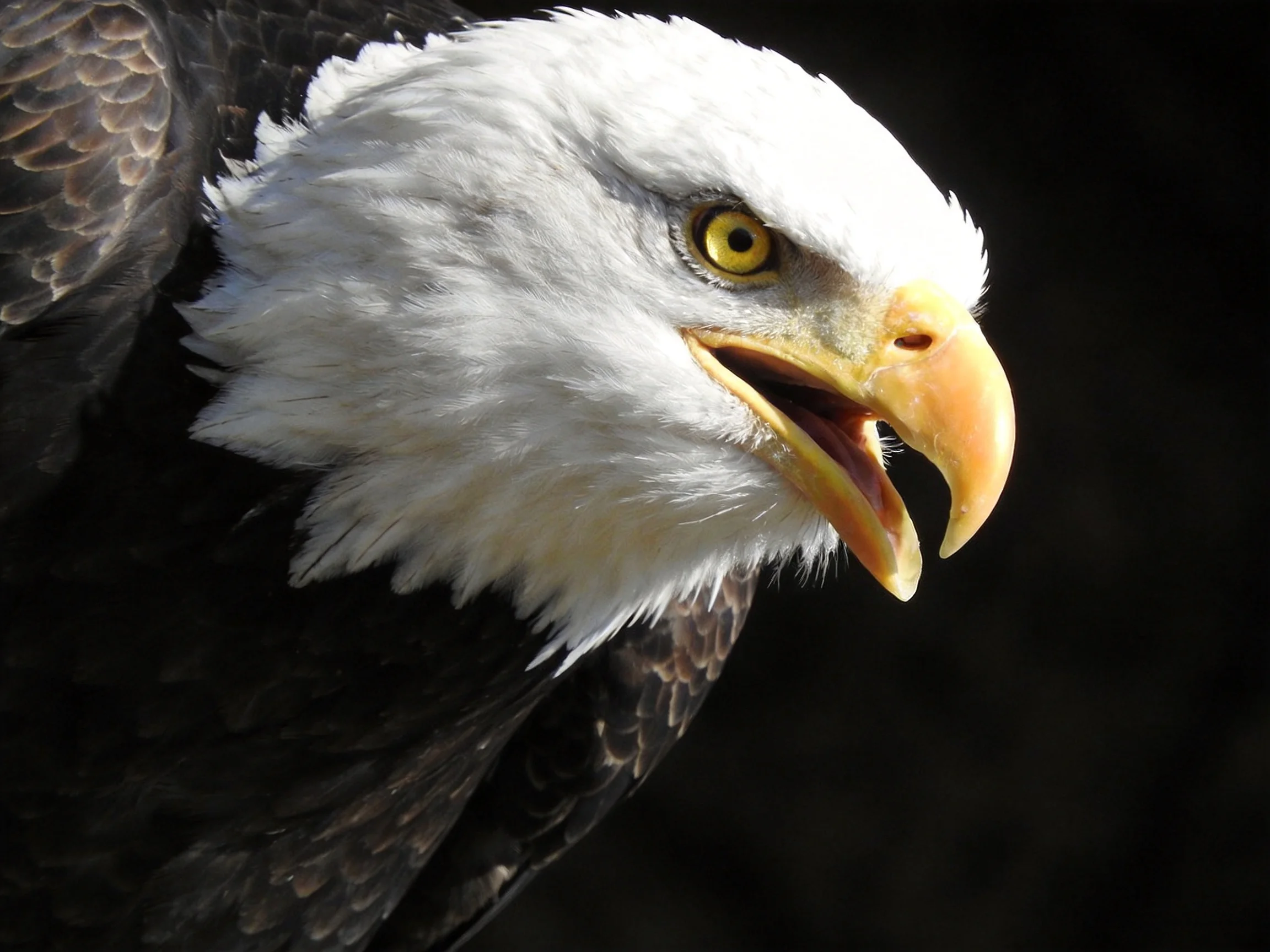 A close-up of a bald eagle showcasing white head and yellow beak