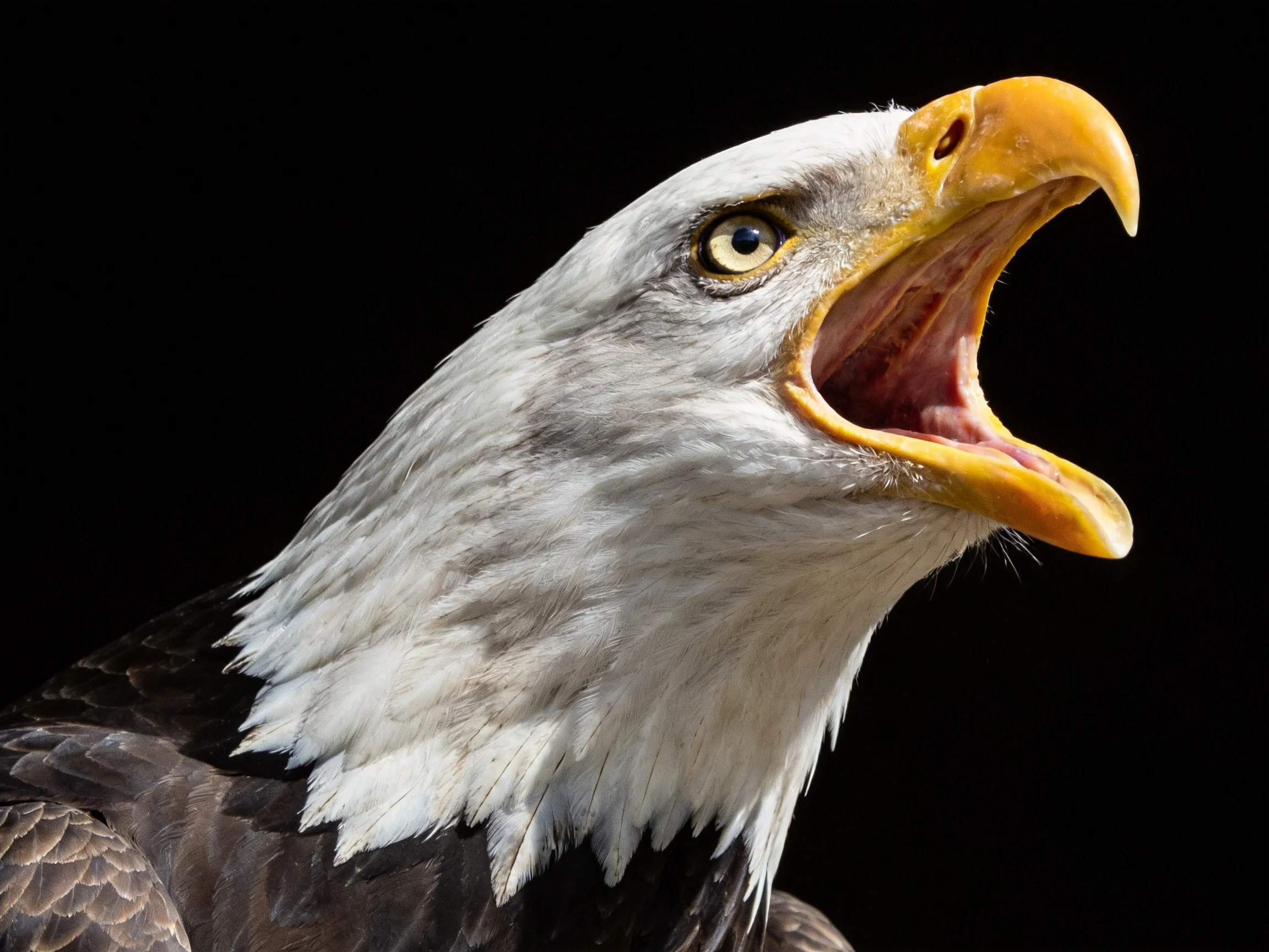 A close-up of a bald eagle with open yellow beak