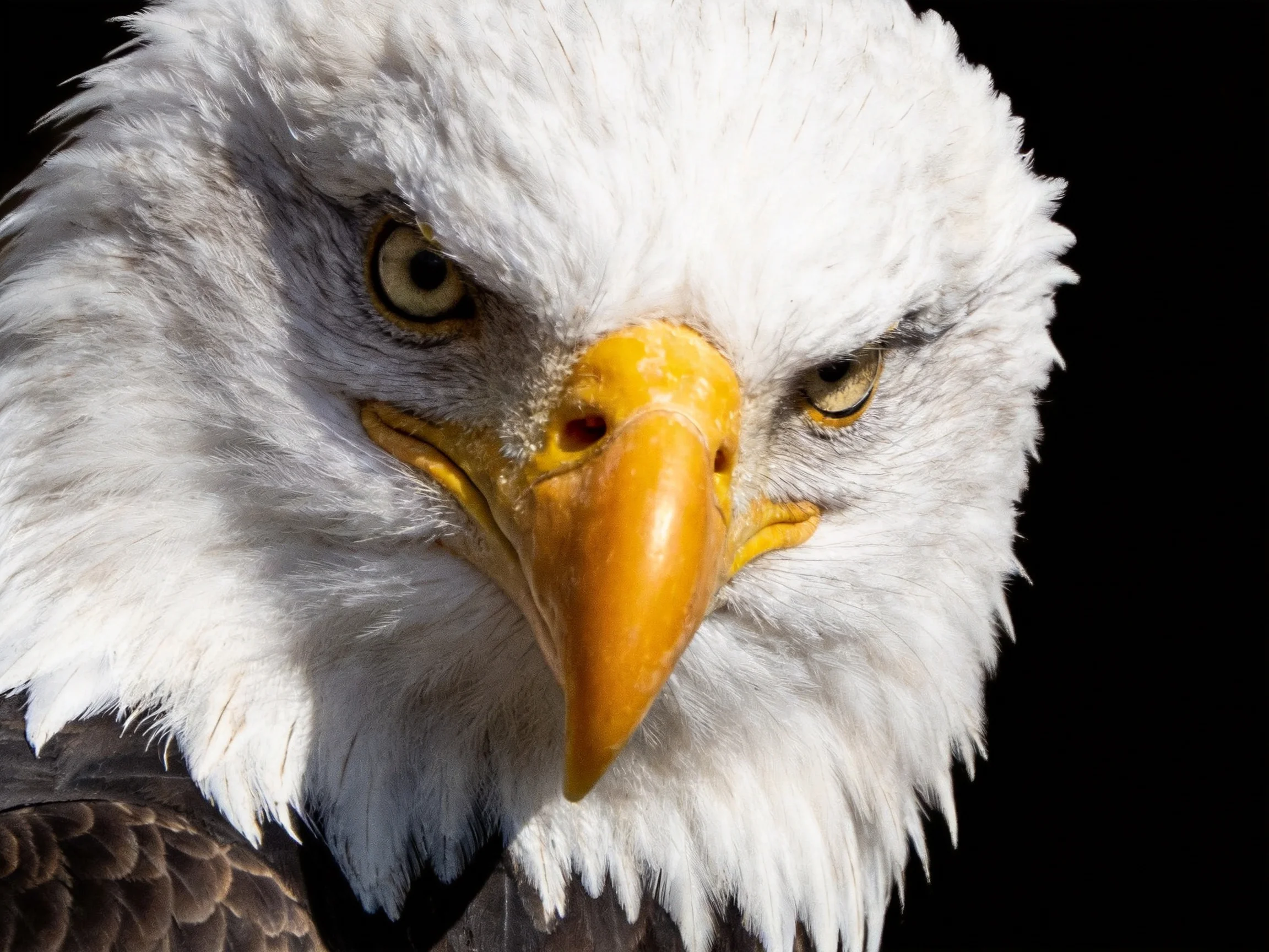A close - up of a bald eagle with white feathers and bright yellow beak