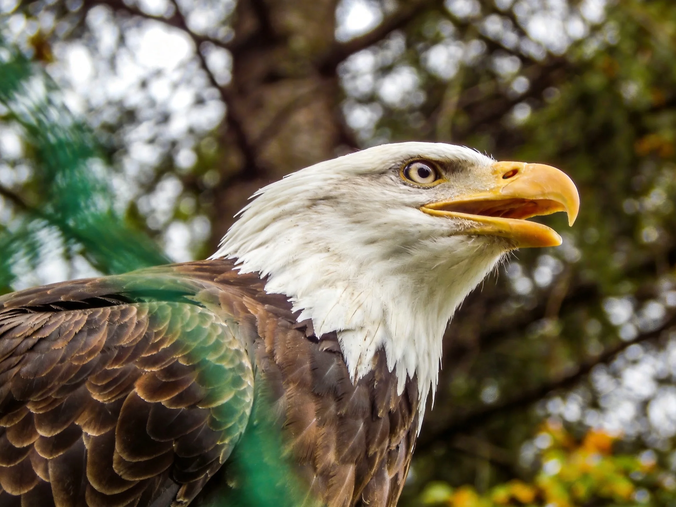 A close - up of a bald eagle with white head and brown wings near green foliage