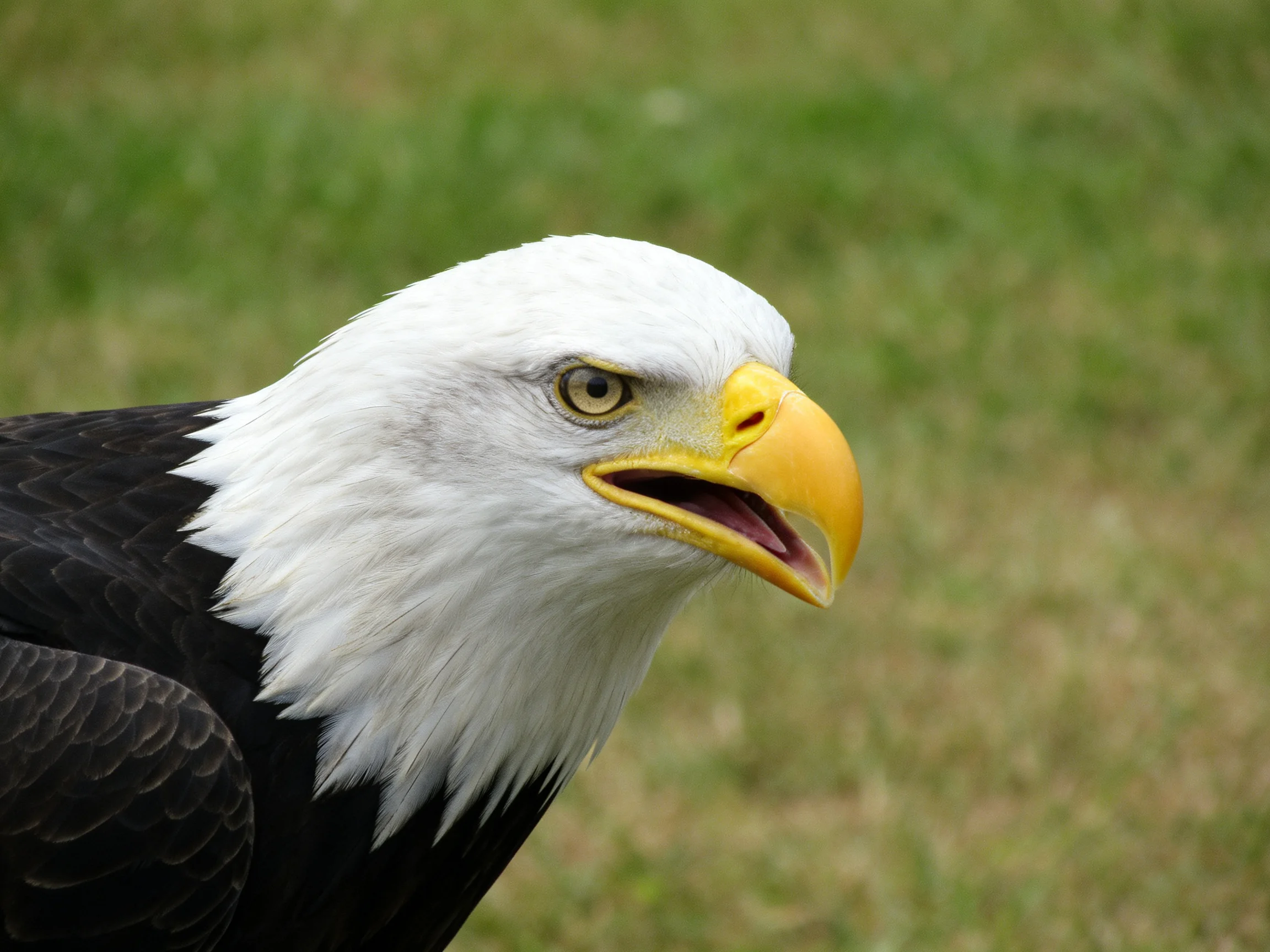 A close - up of a bald eagle with white head and yellow beak