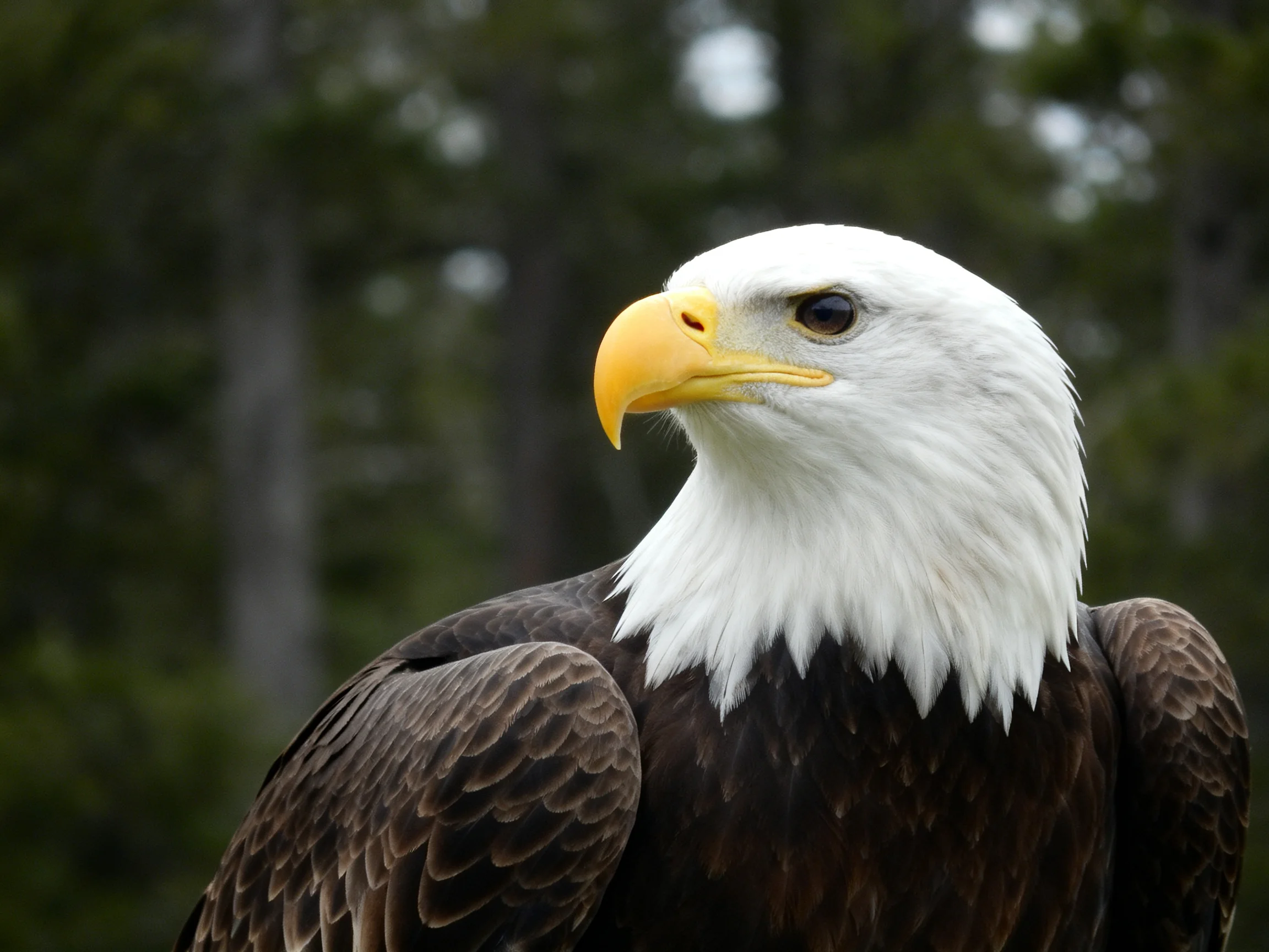 A close - up of a bald eagle with white head, yellow beak, and brown wings