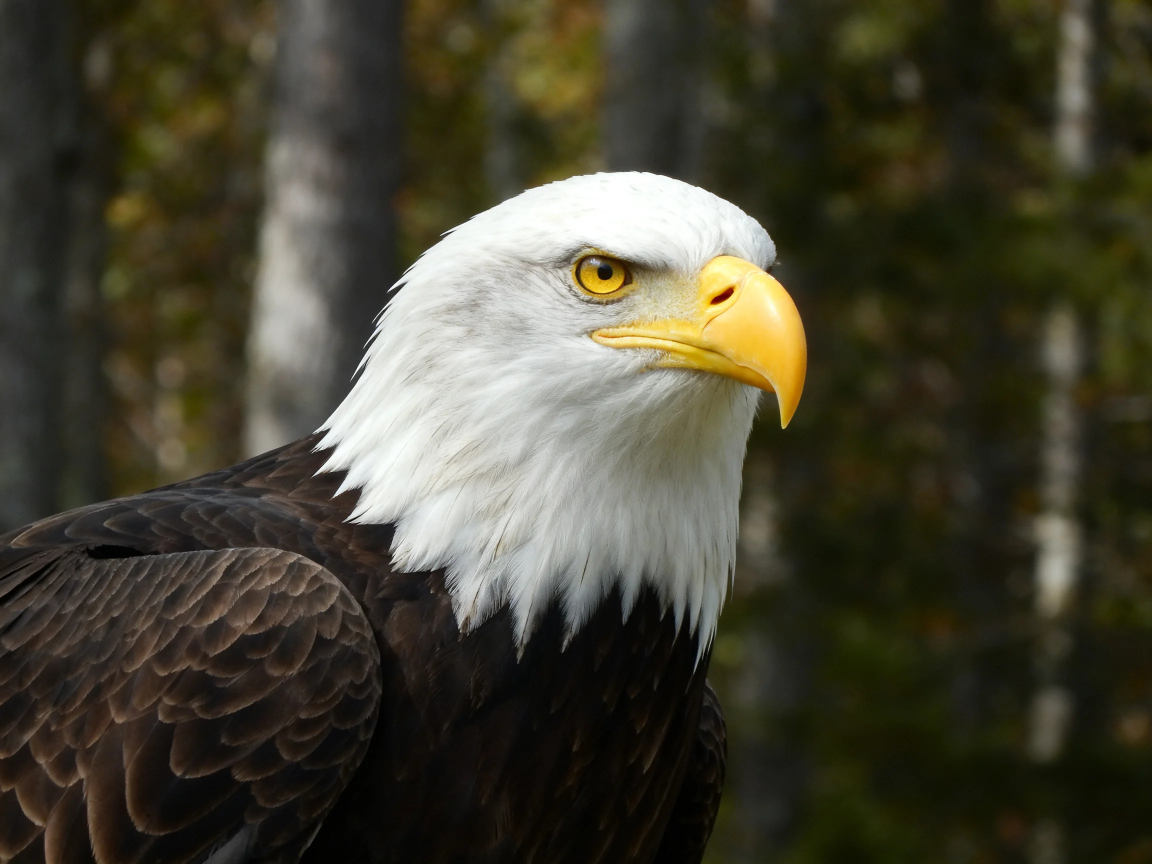 A close - up of a bald eagle with white head, yellow beak, and dark brown wings