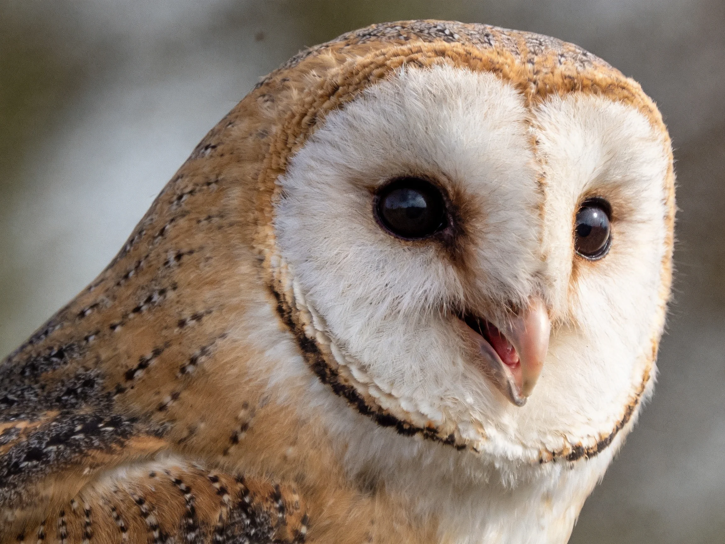 A close - up of a barn owl with brown and white plumage