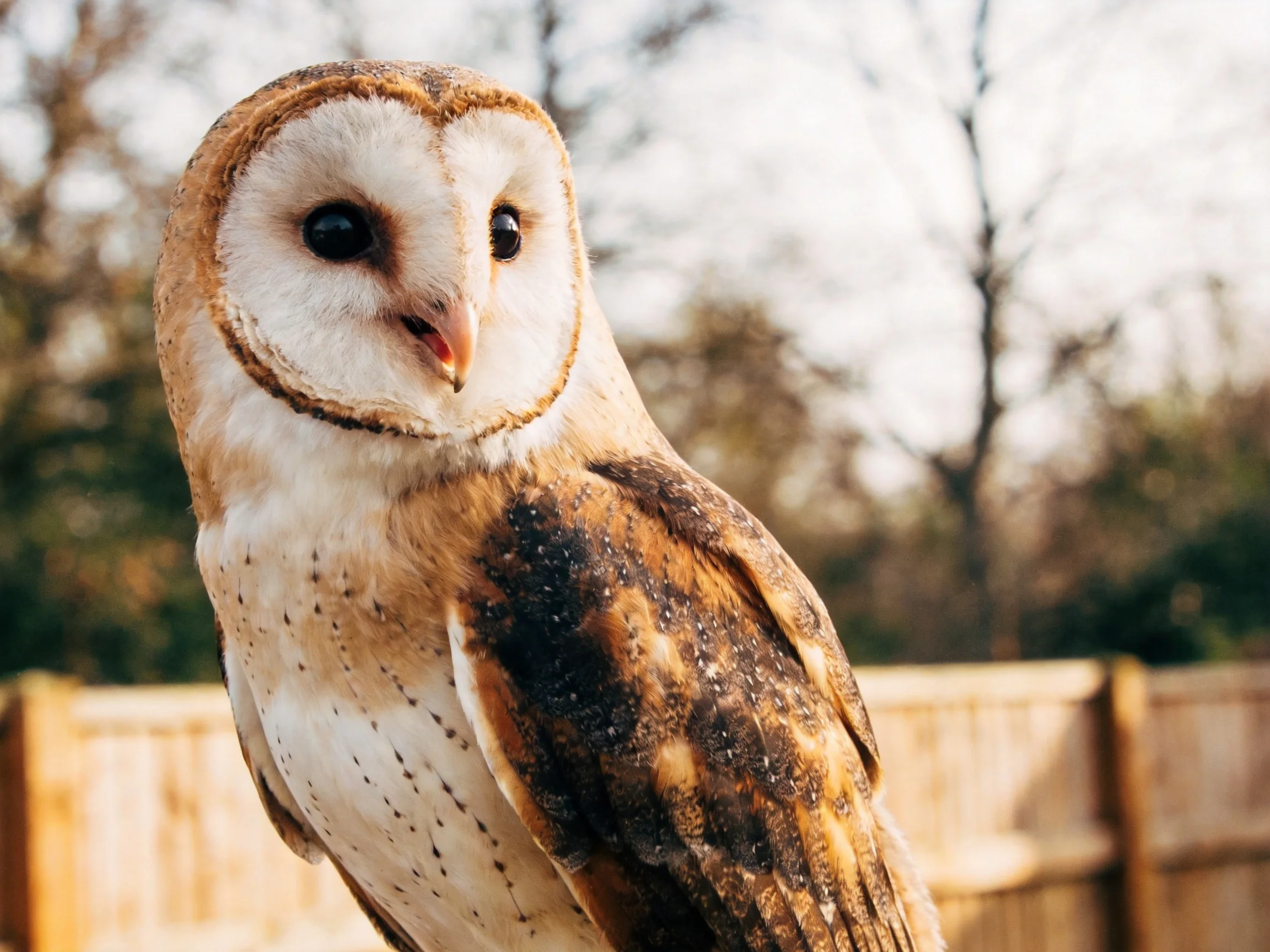 A close-up of a barn owl with brown and white plumage