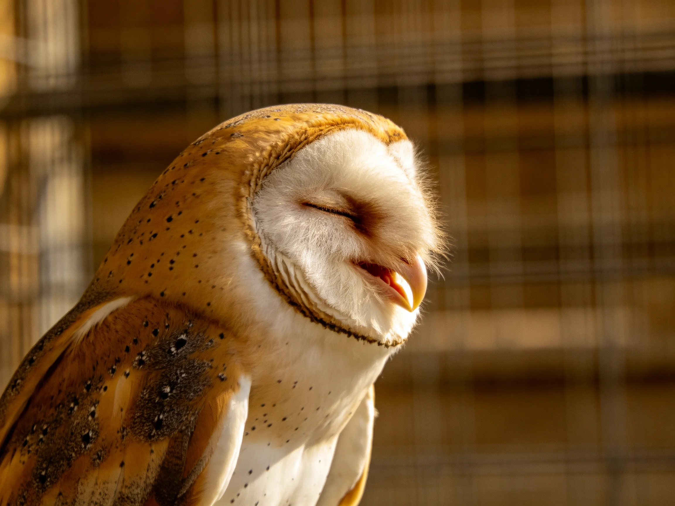A close-up of a barn owl with golden-brown and white plumage