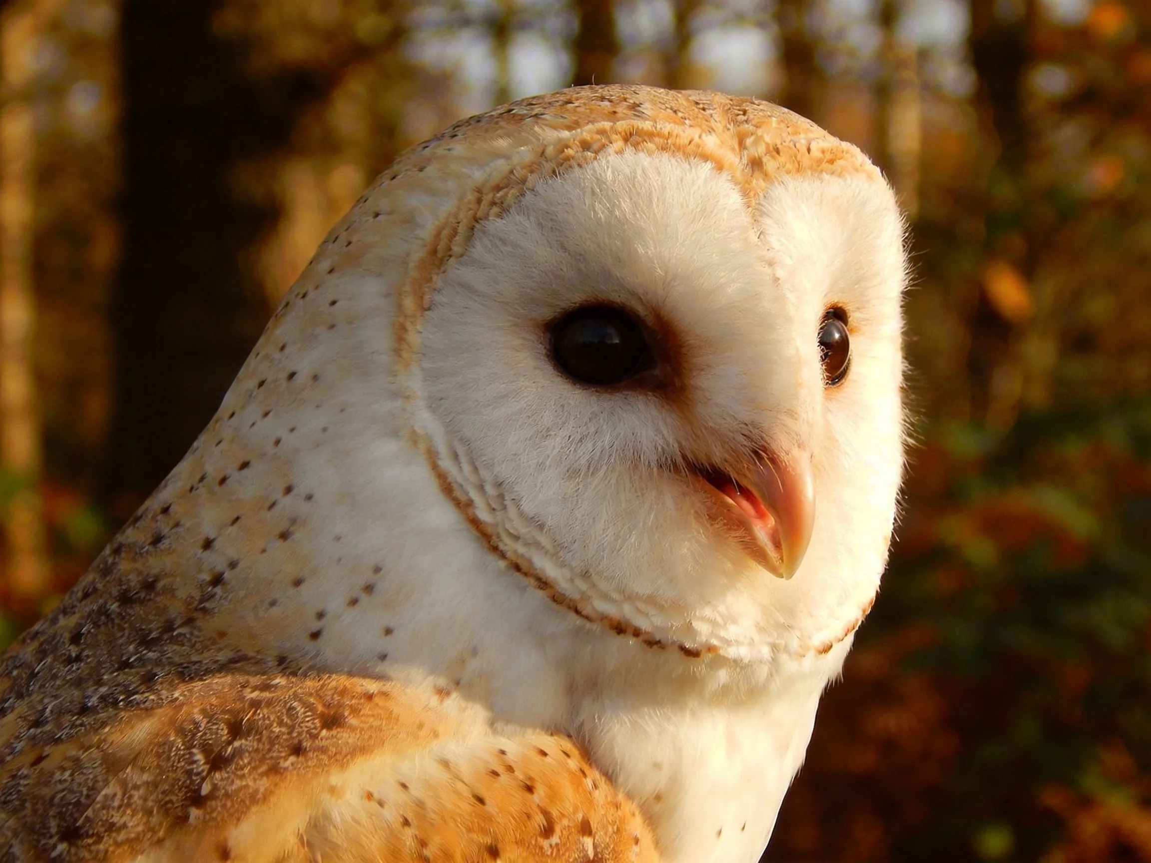 A close - up of a barn owl with white and brown plumage