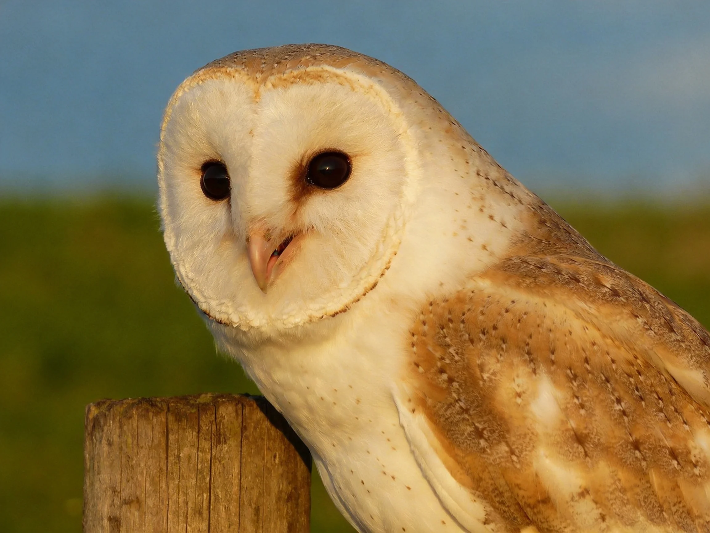A close - up of a barn owl with white facial feathers and brown wings