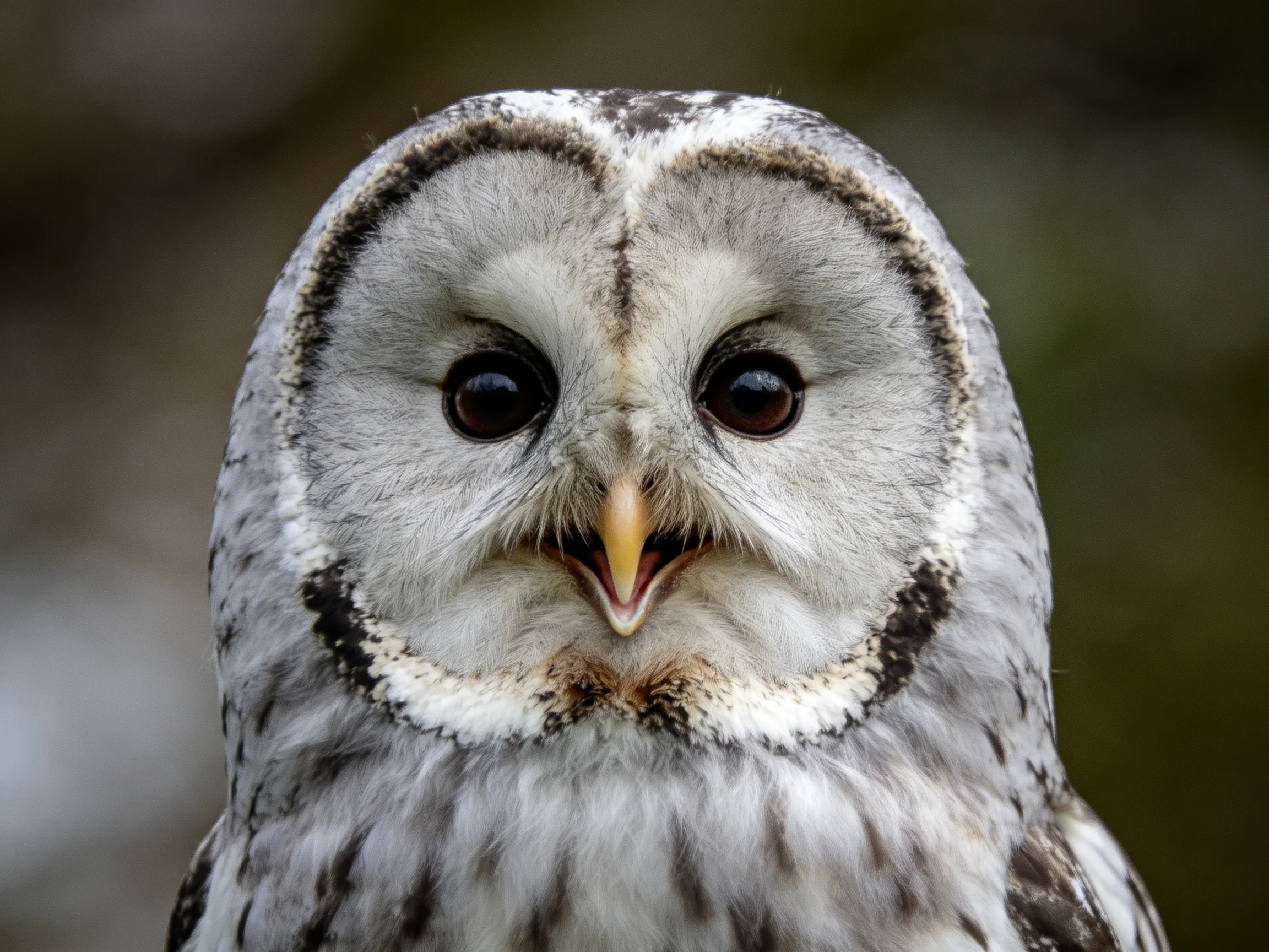 A close-up of a barred owl with gray and brown plumage
