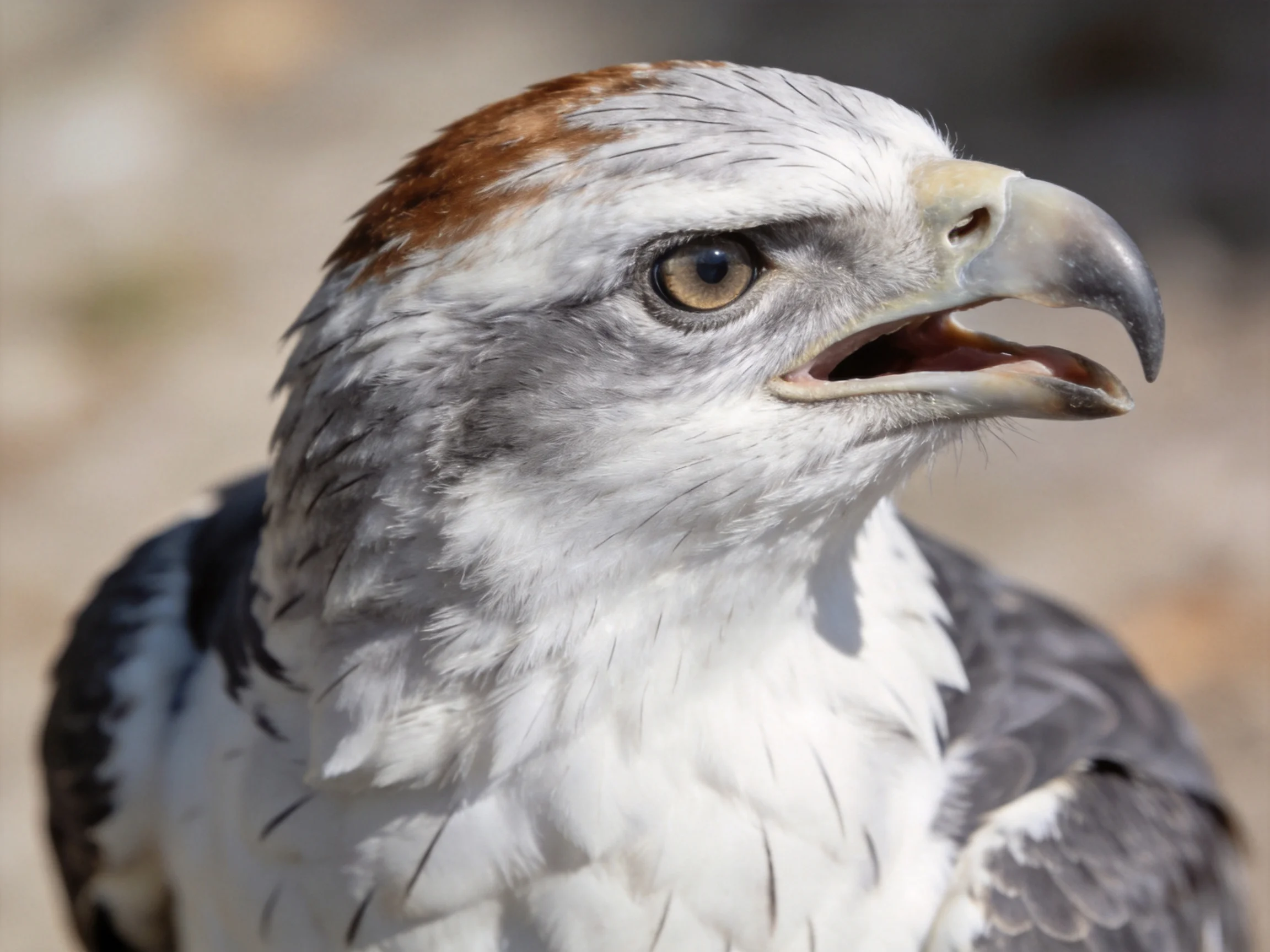 A close - up of a bird with brown, white, and gray feathers