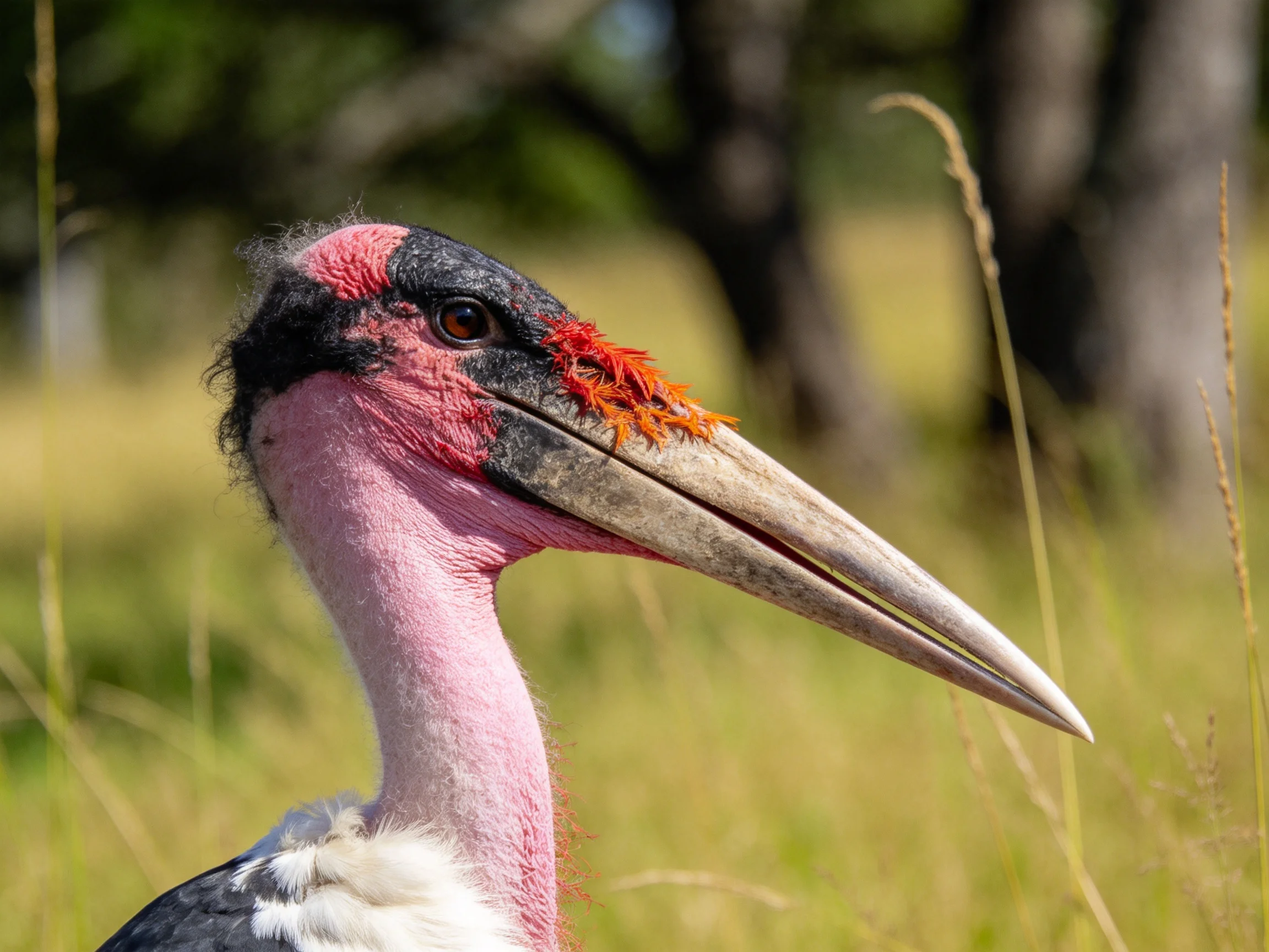 A close - up of a bird with pink neck, black - red head, and large beak