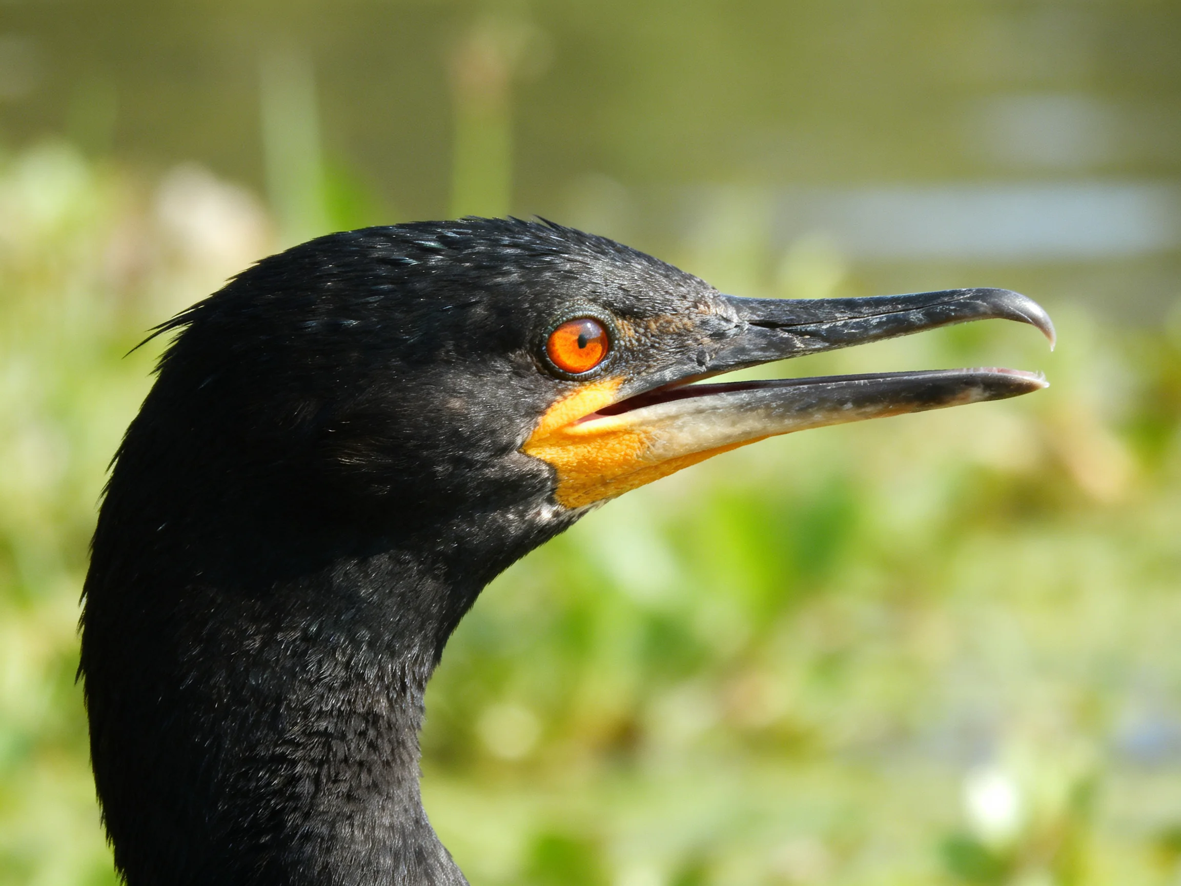 A close - up of a black cormorant with orange eye and long beak