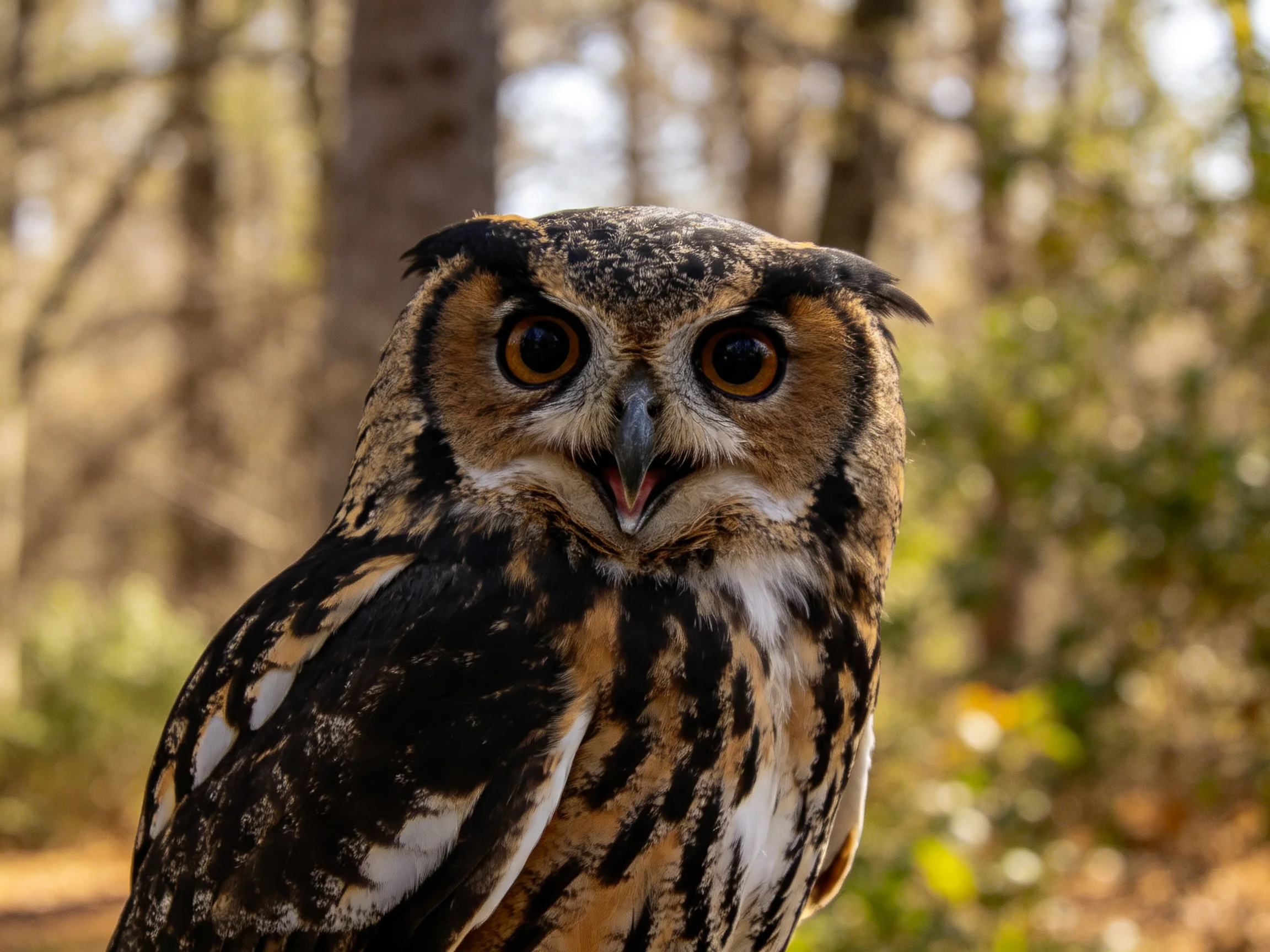 A close-up of a brown and black patterned owl with large orange eyes