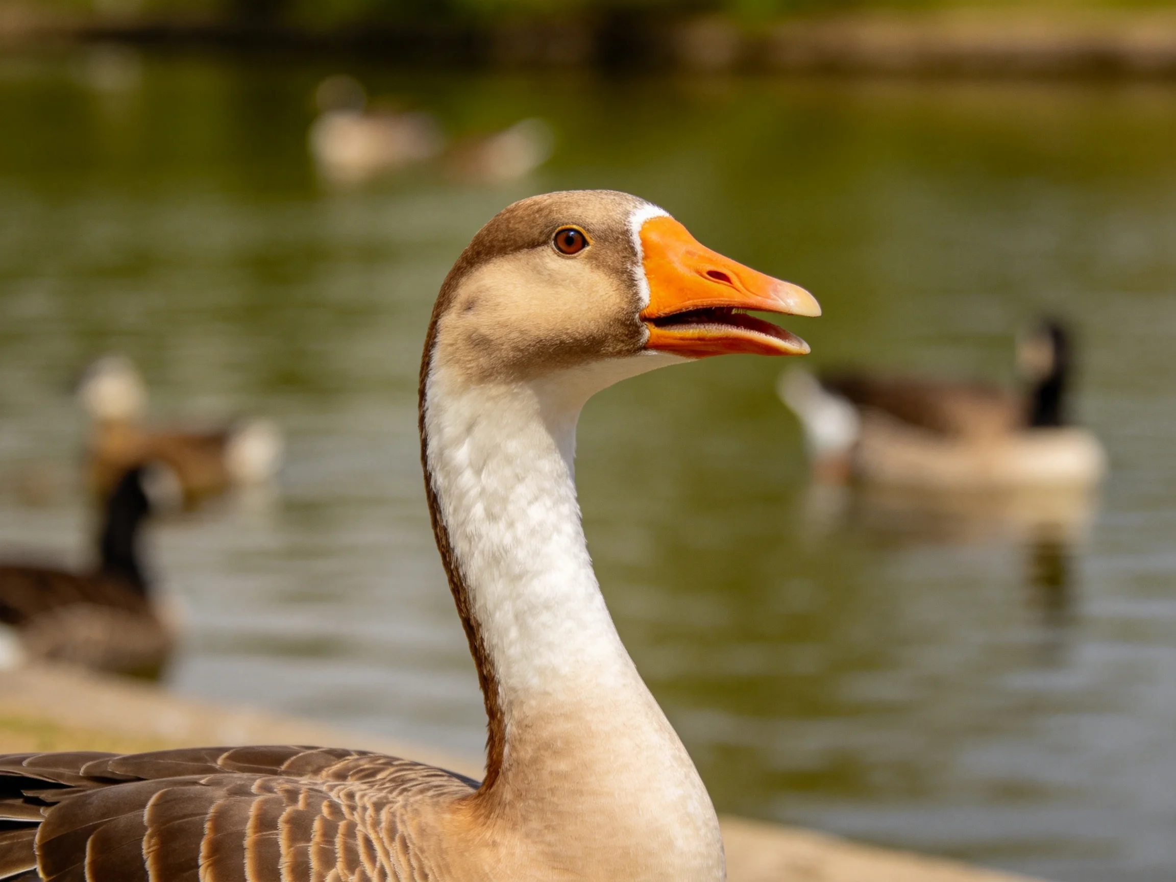A close - up of a brown and white goose with an orange beak near a pond