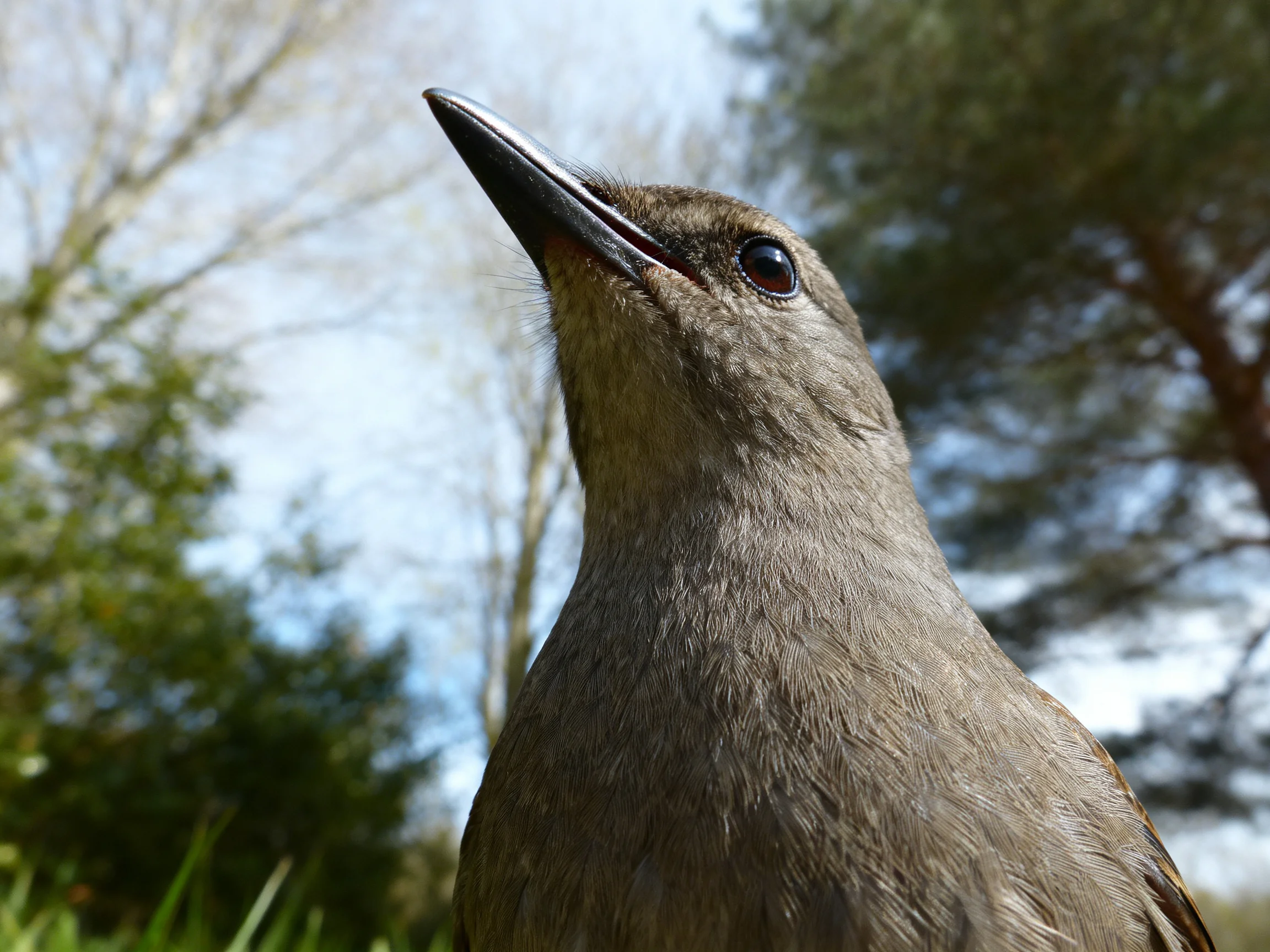 A close - up of a brown - feathered bird with a long black beak near trees