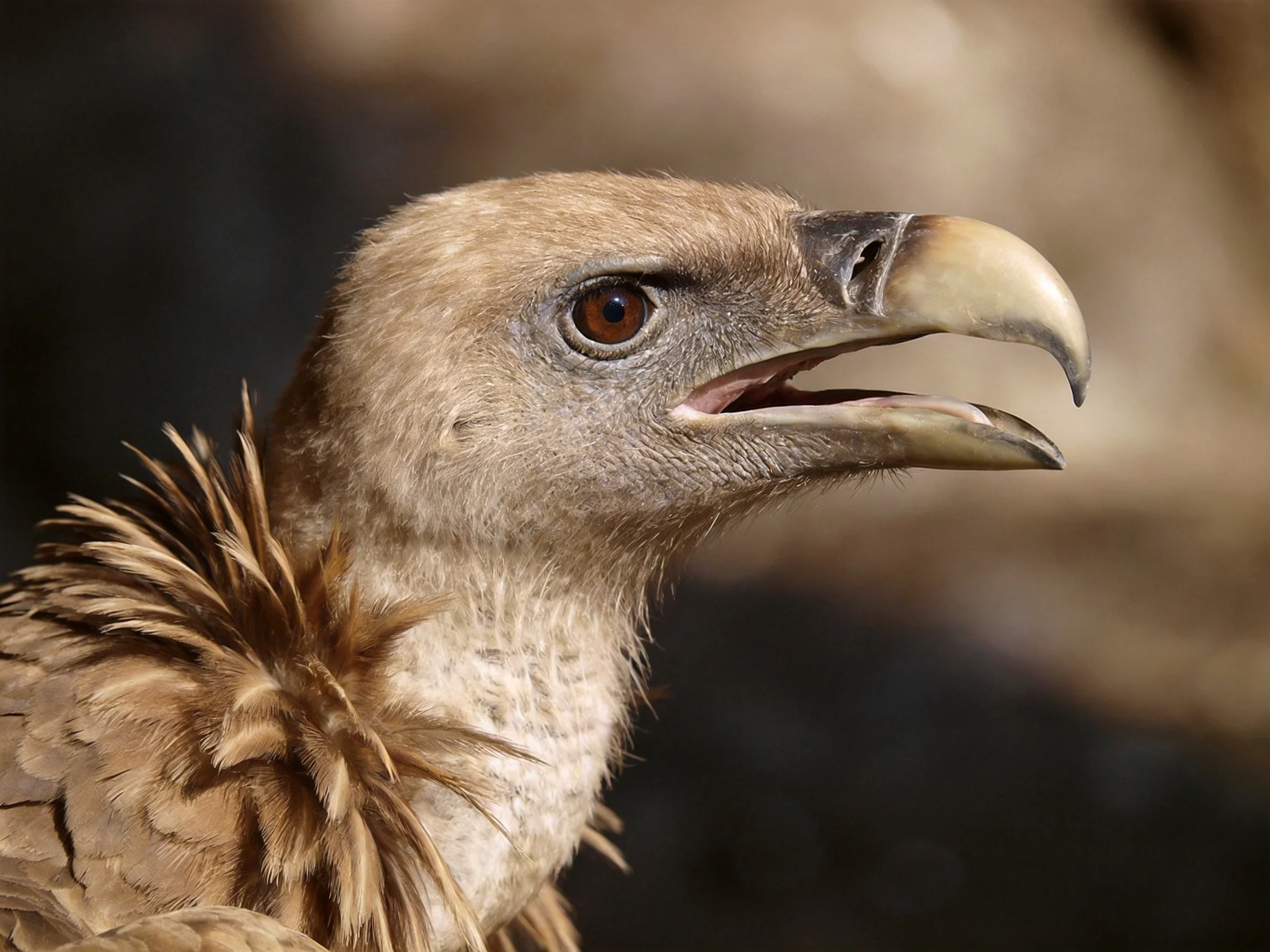A detailed close-up showing a vultures head and distinctive features.