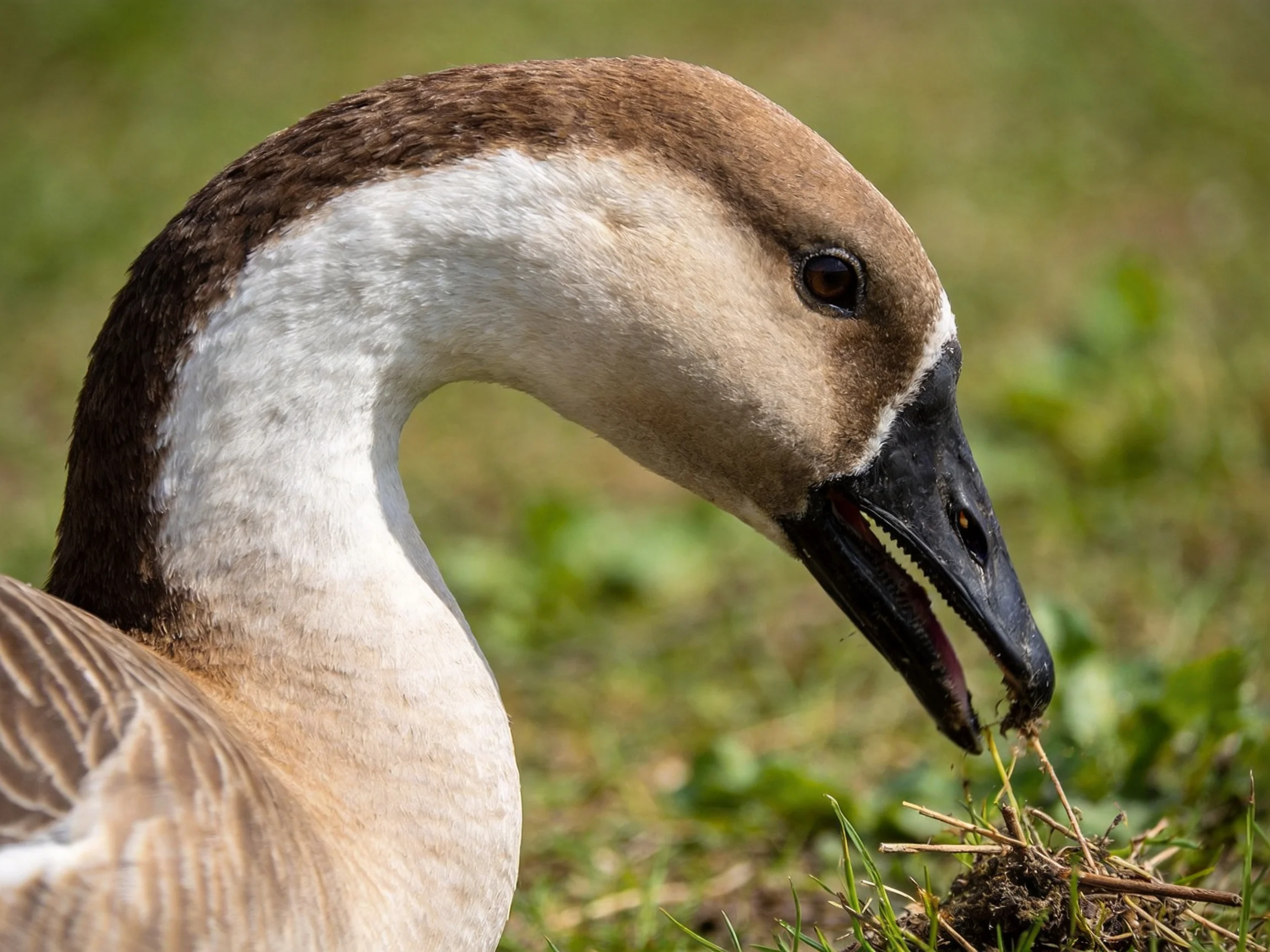 A close - up of a brown - headed goose pecking at grass