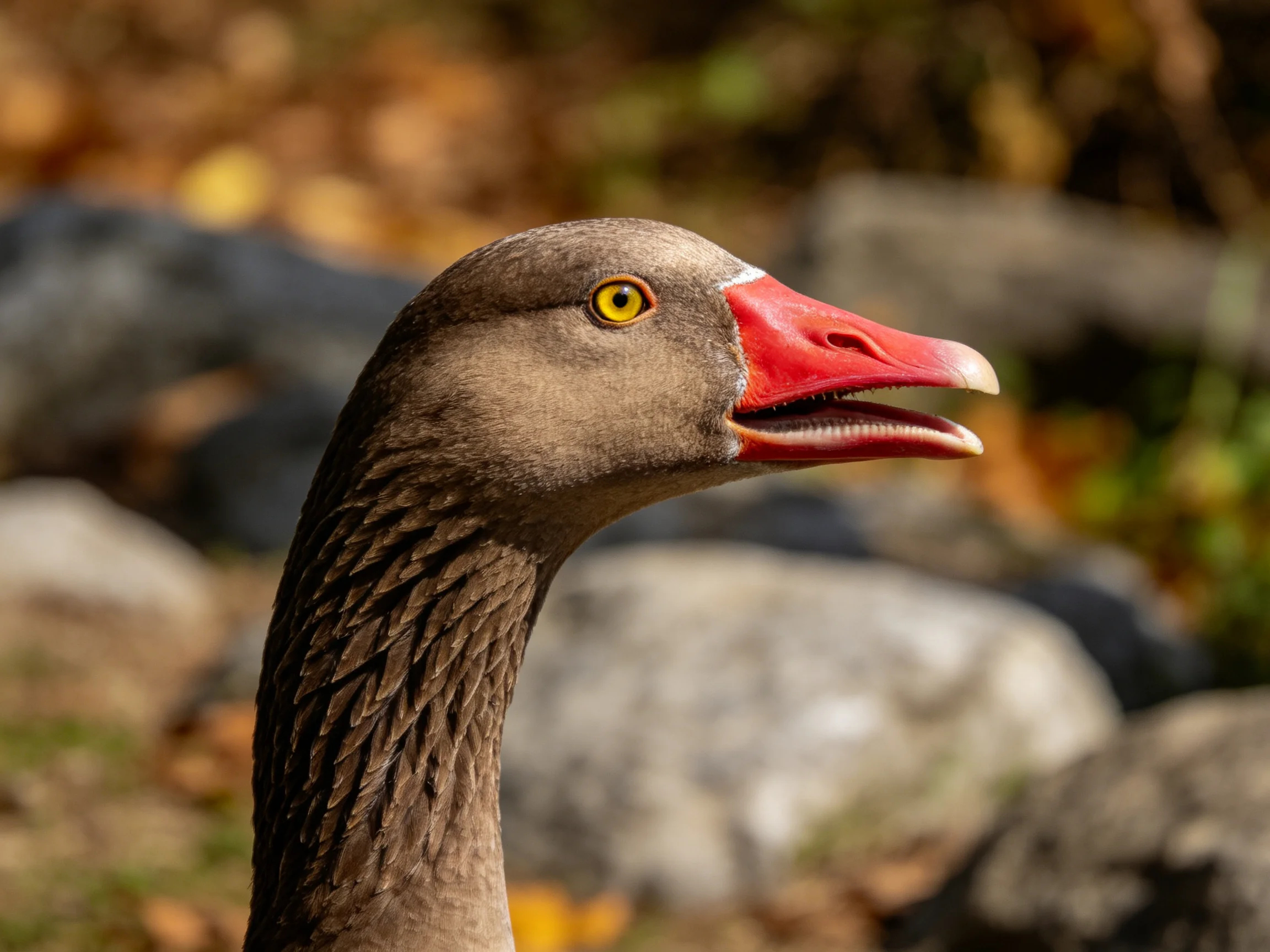 A close - up of a brown - headed goose with a bright red beak