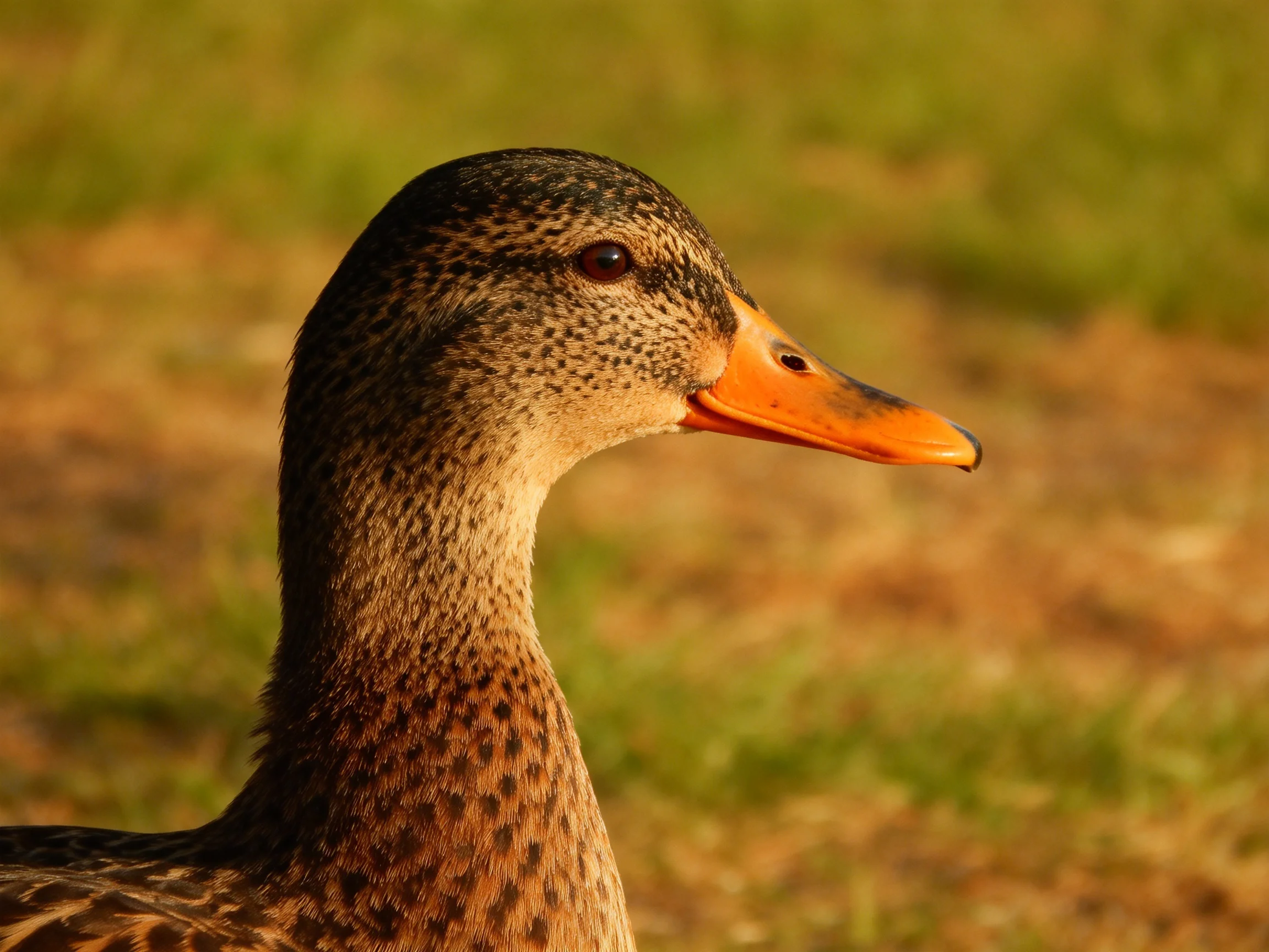 A close - up of a brown speckled duck with an orange beak