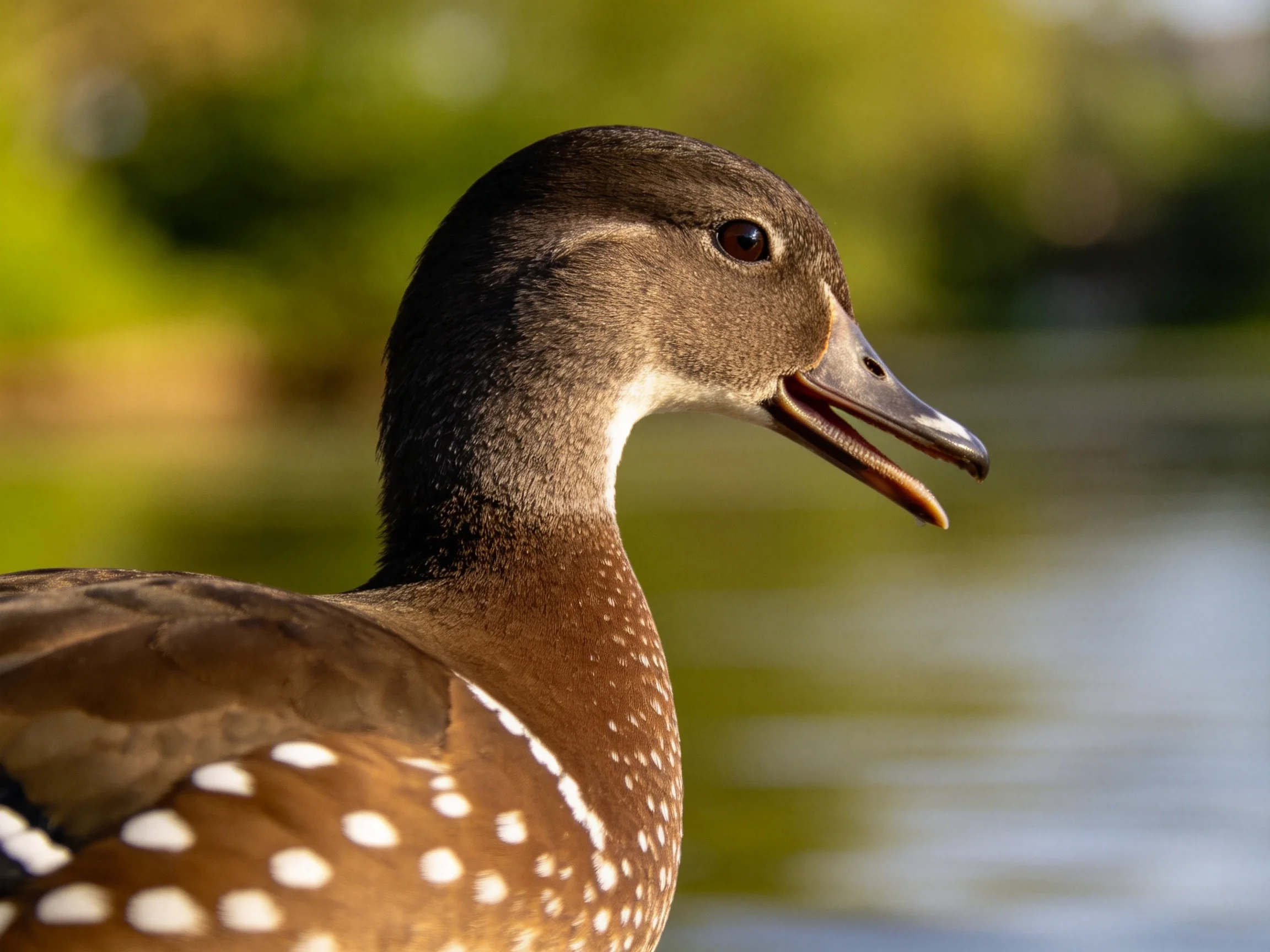 A brown - spotted duck is photographed near calm water.