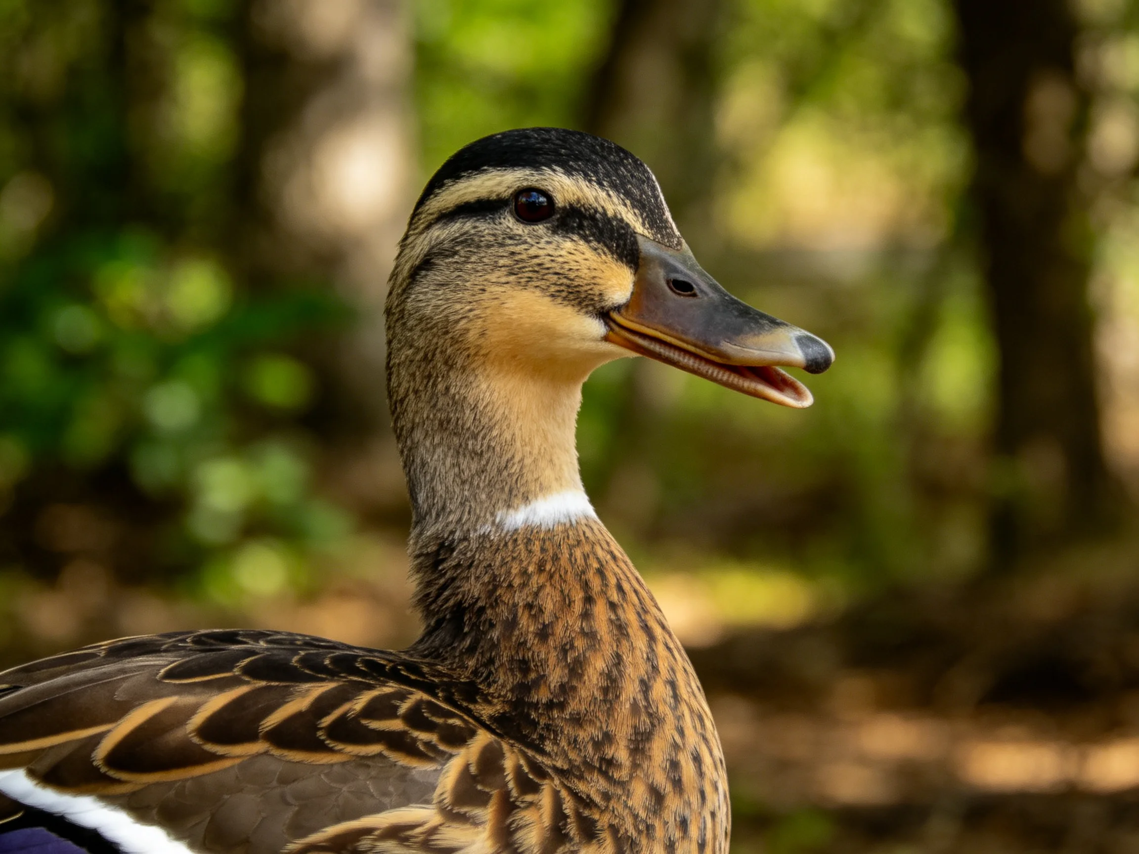 A close - up shows a brown - spotted duck against a blurred green forest.