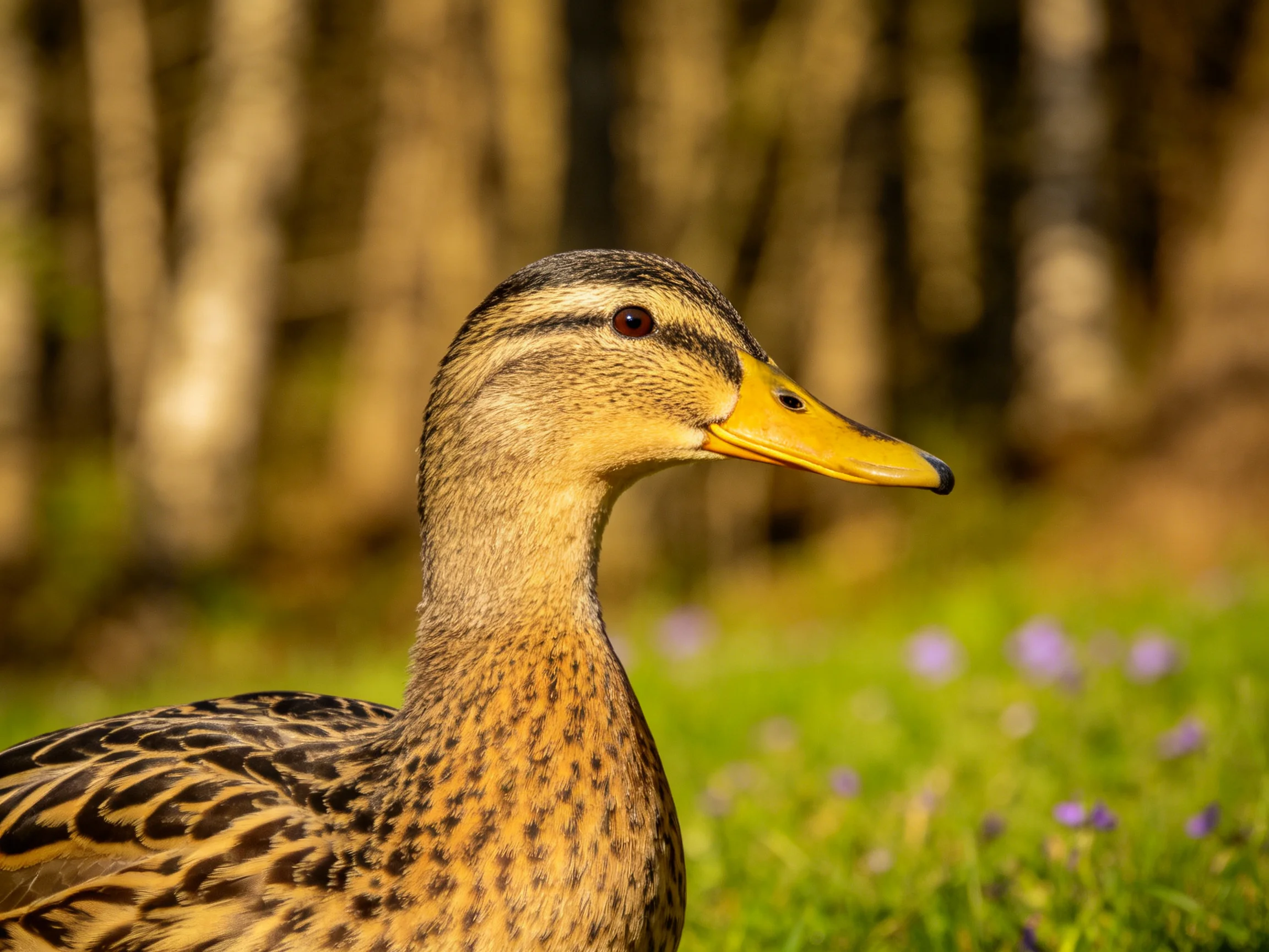 A close - up of a brown - spotted duck with a yellow beak in a natural setting.