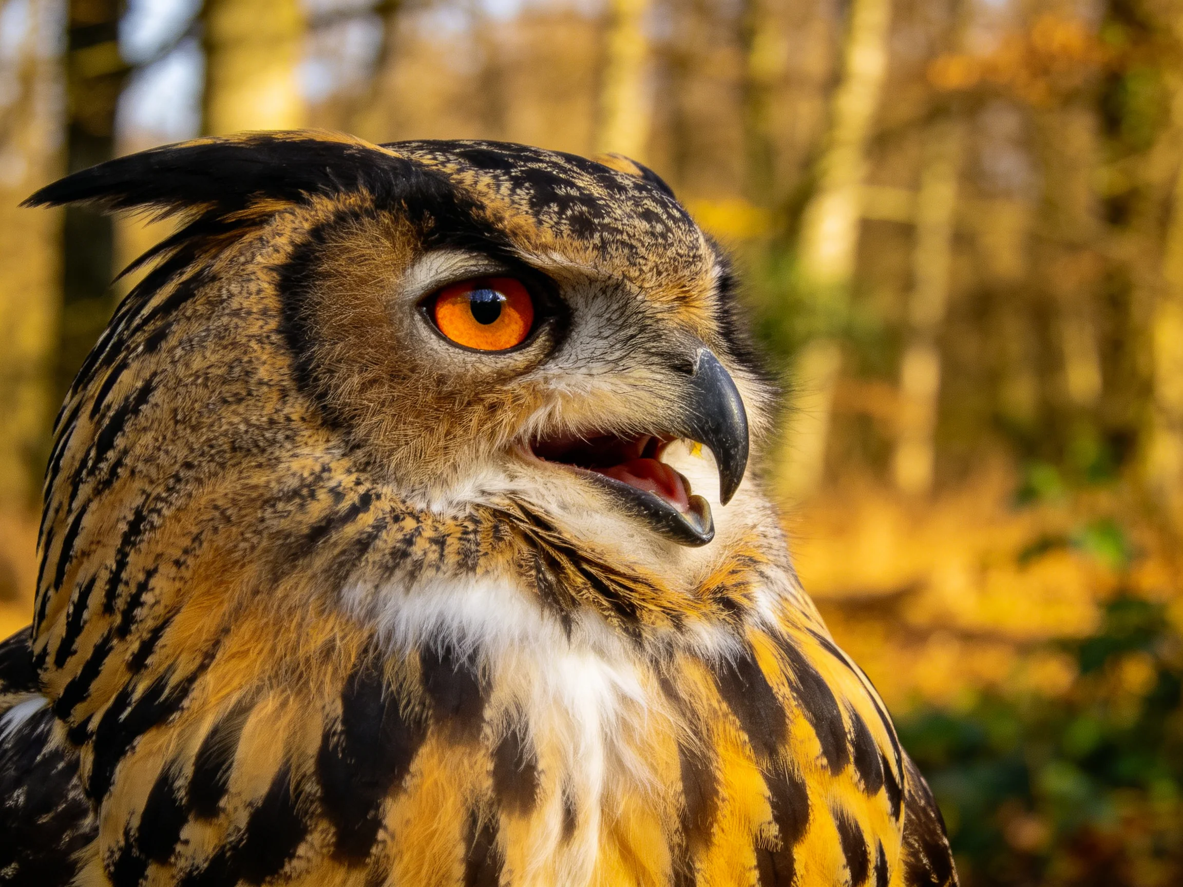 A close-up of a brown-spotted owl with vibrant orange eyes