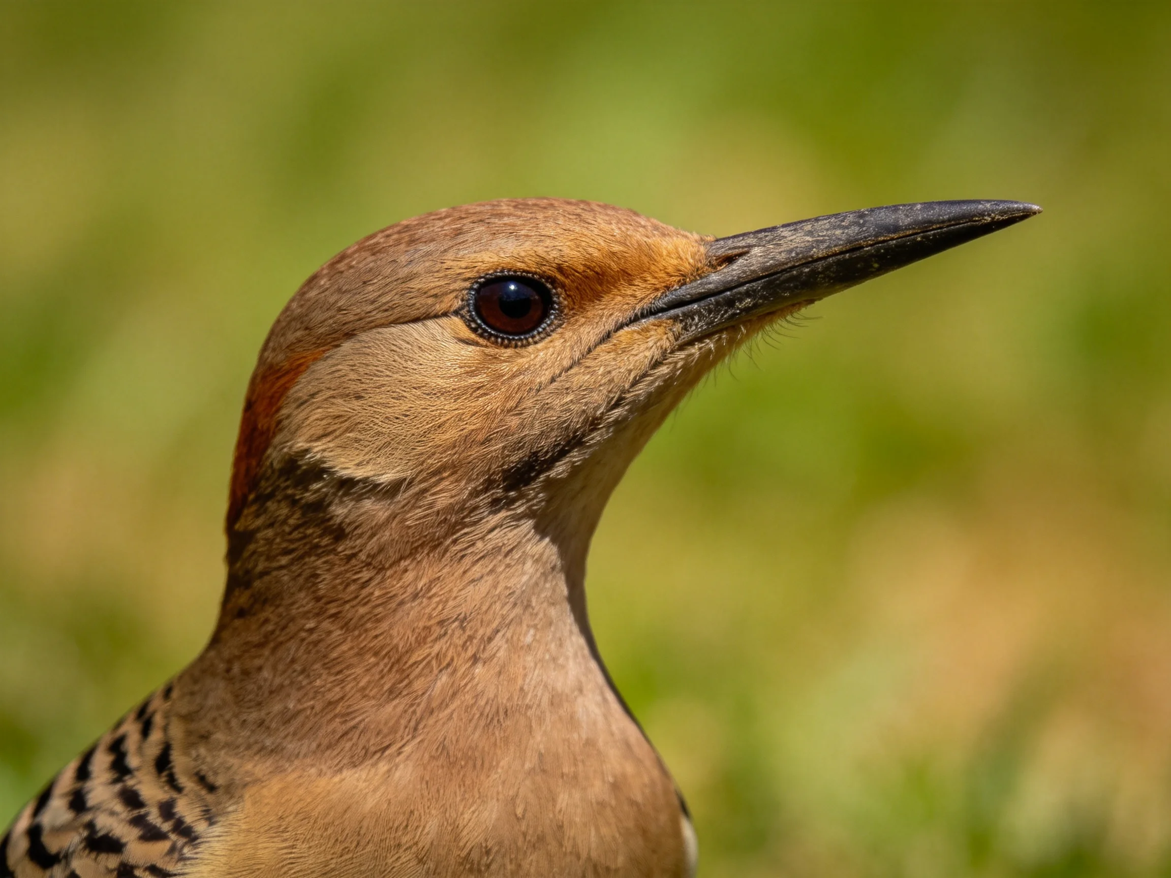 A close - up of a brown woodpecker with a long pointed beak