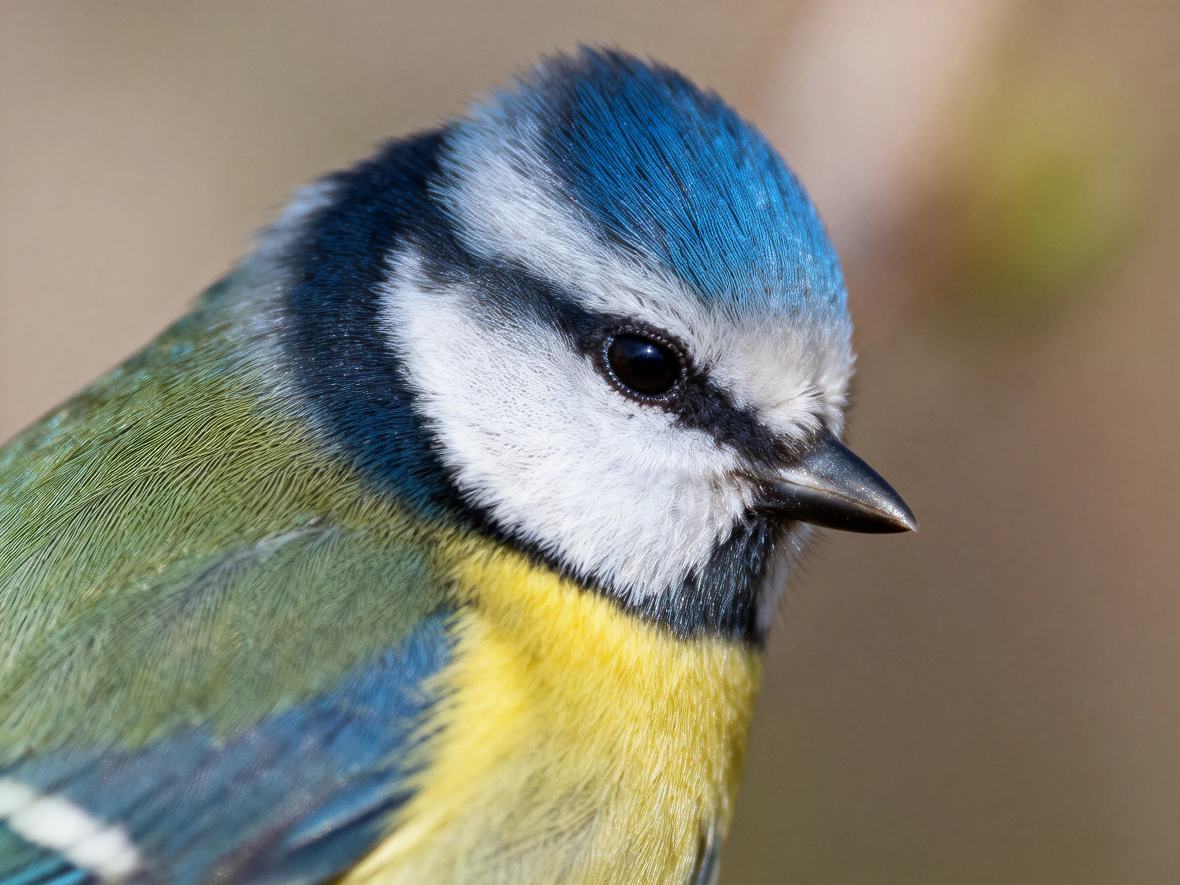A close - up of a colorful blue - headed bird with yellow and green plumage