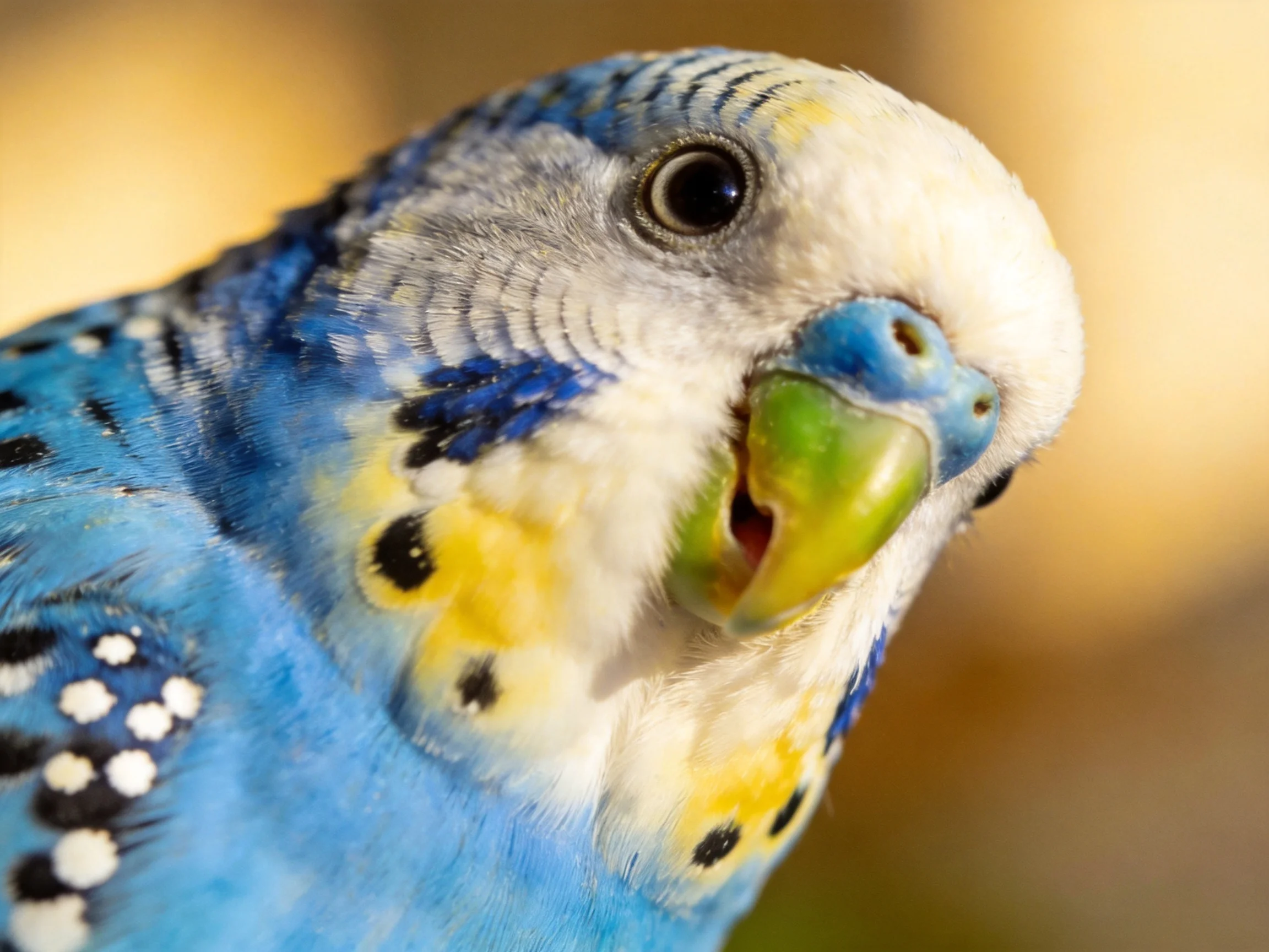 A close - up of a colorful budgie with blue, white, and yellow