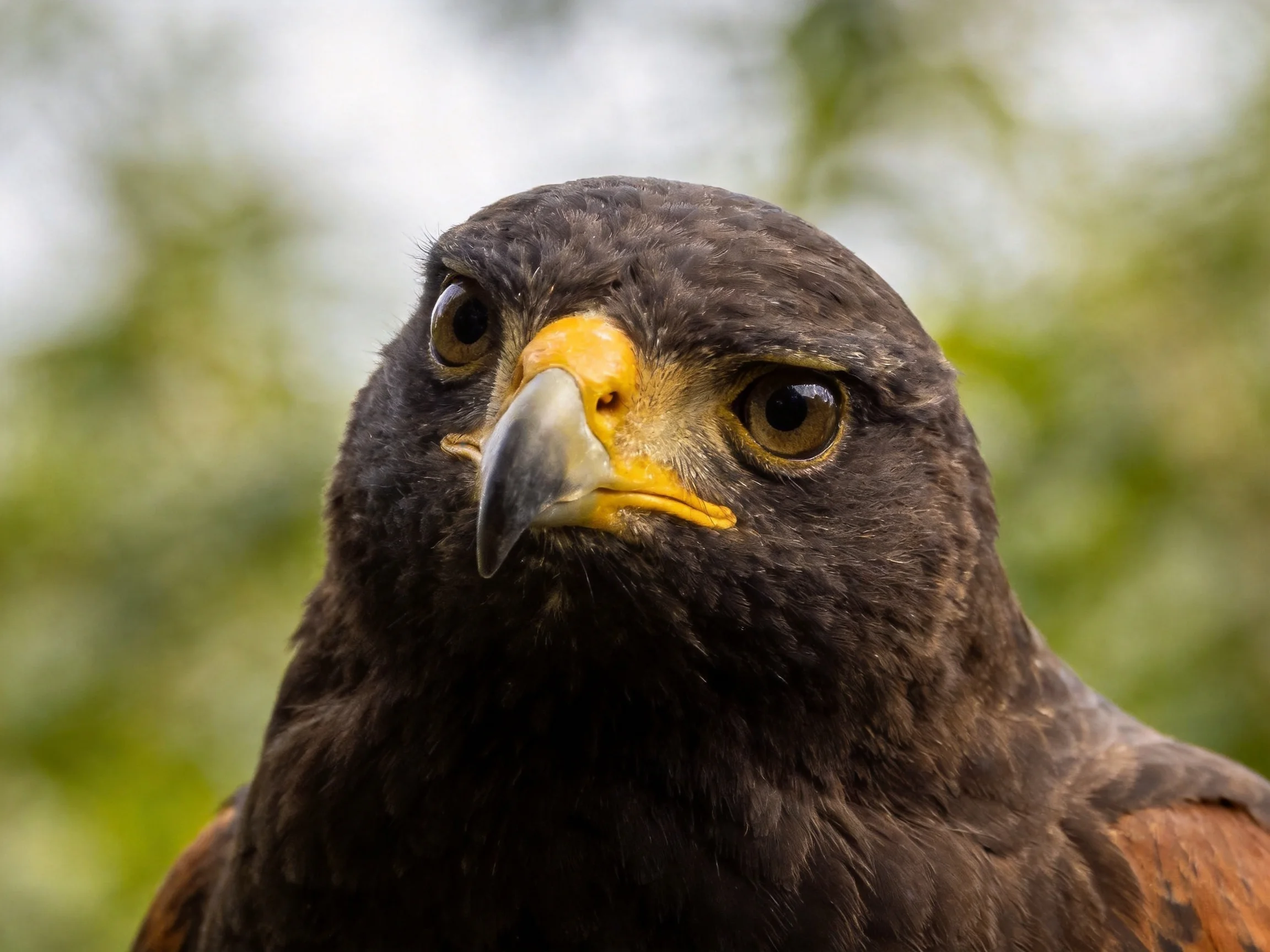 Close-up of a dark-feathered bird with a yellow beak stares intensely