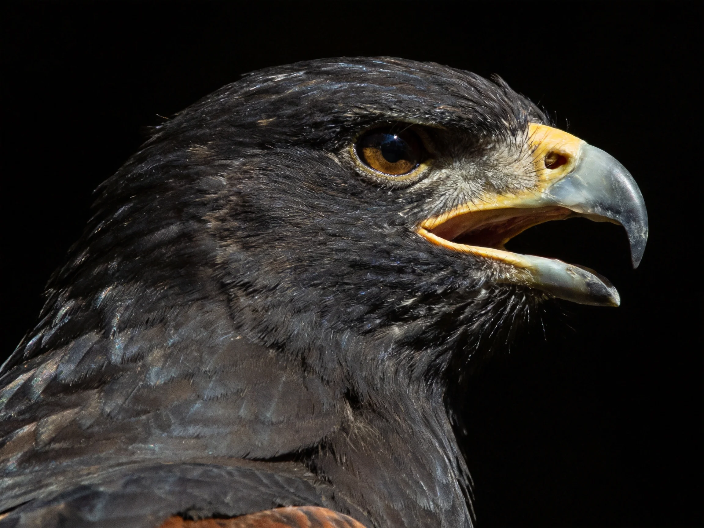 A close-up of a dark-feathered raptor with a yellow and gray beak