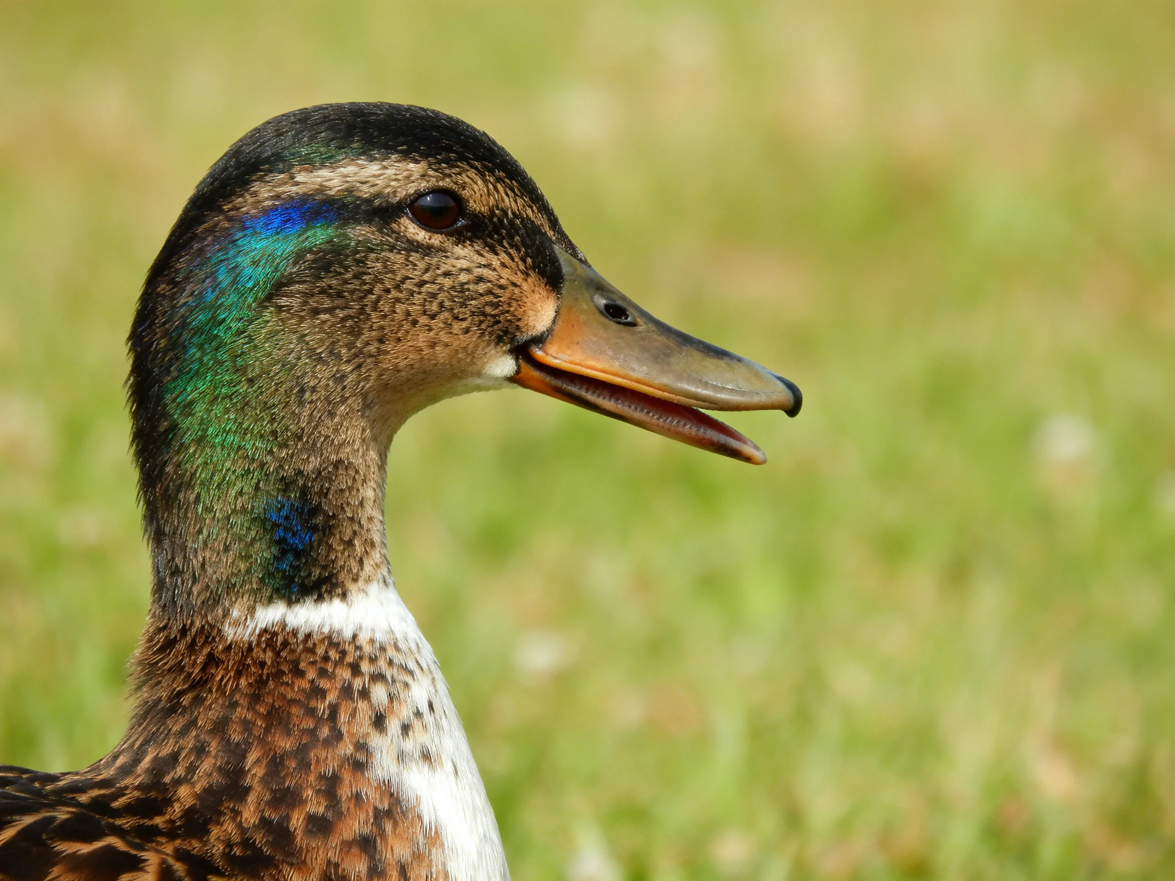 A close-up of a duck with iridescent green and brown plumage