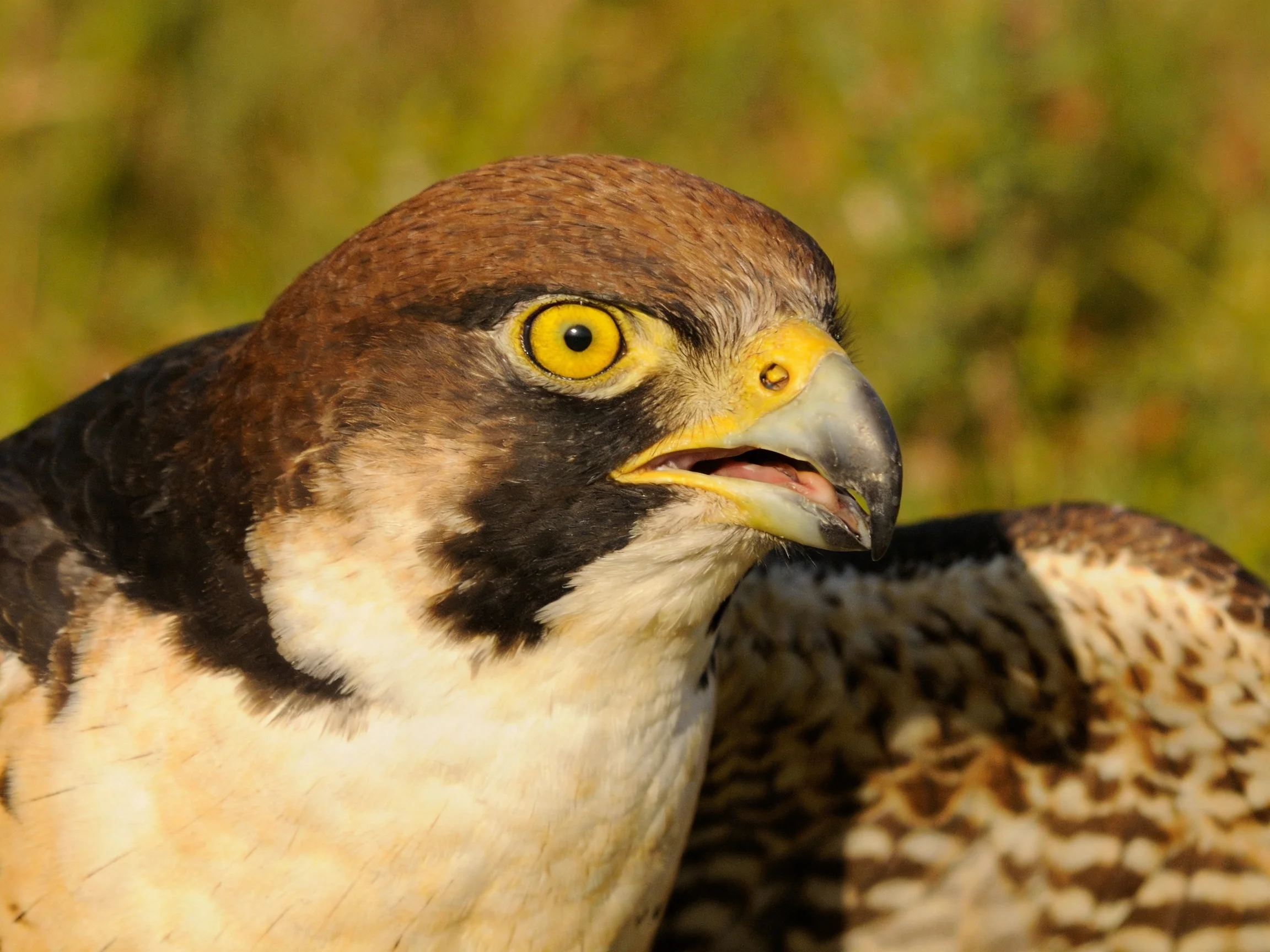 A close - up of a falcon with brown head and yellow eyes