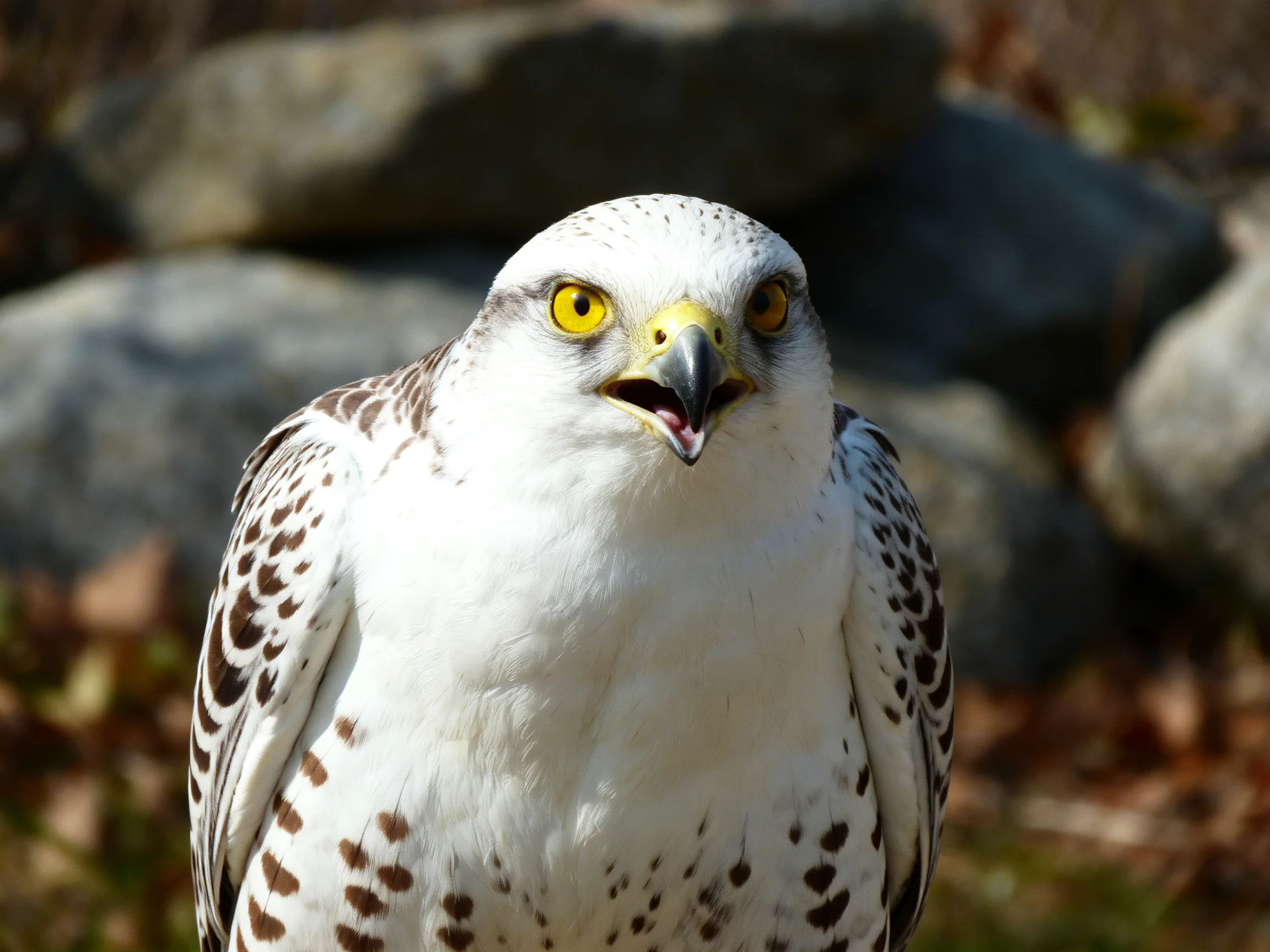 A close - up of a falcon with white and brown spotted plumage