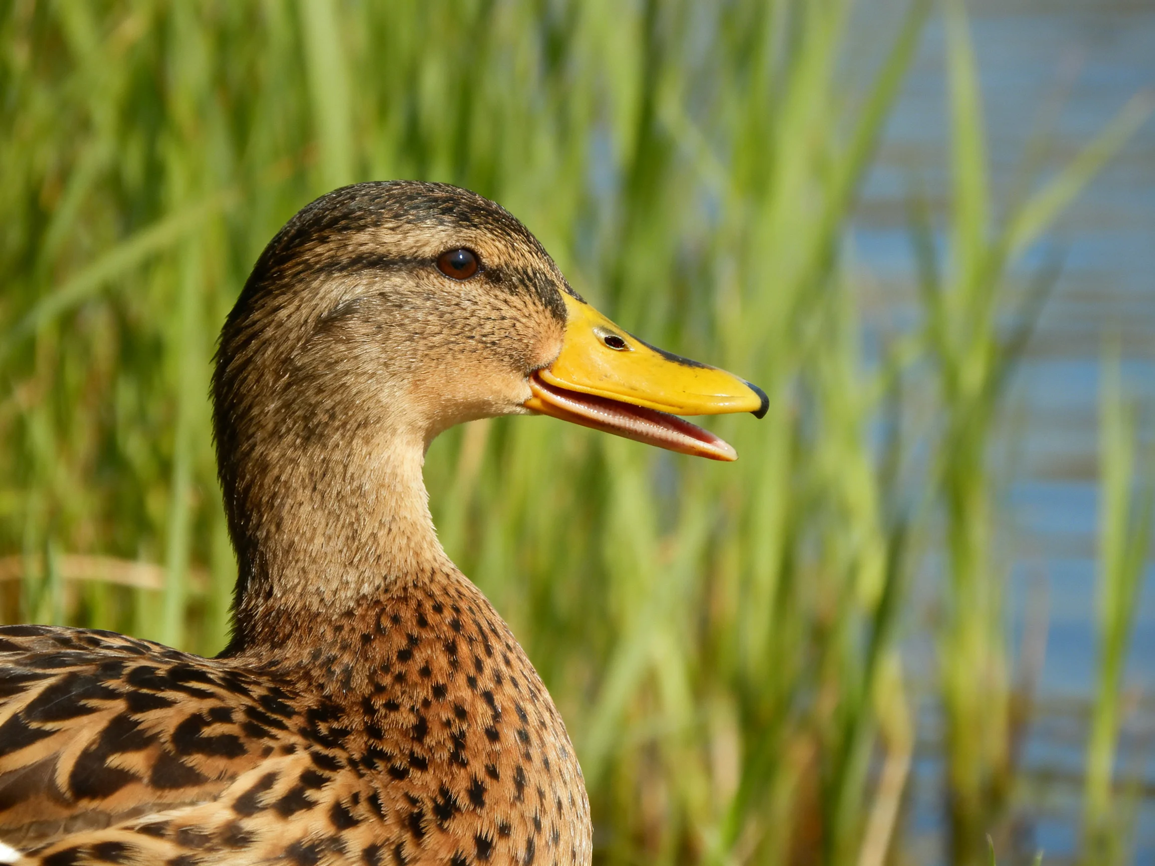 A close - up of a female mallard duck with bright yellow beaknear tall green reeds