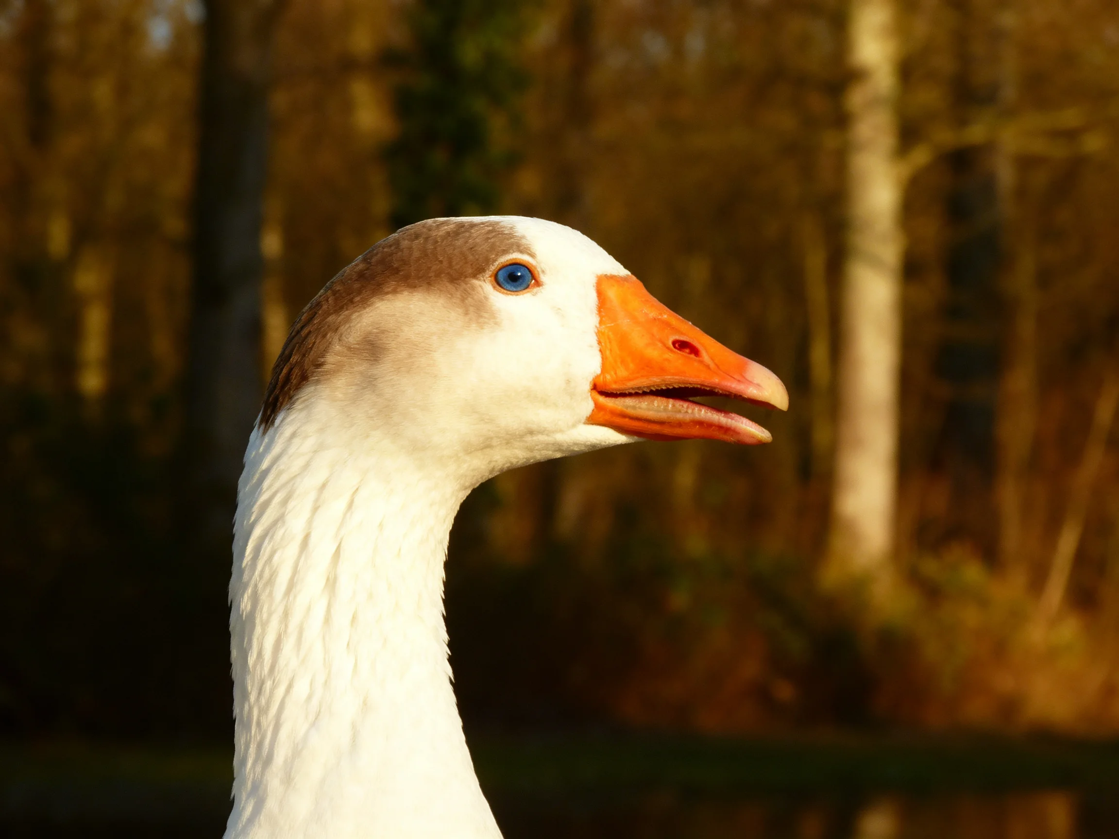 A close - up of a goose with an orange beak and brown - white head