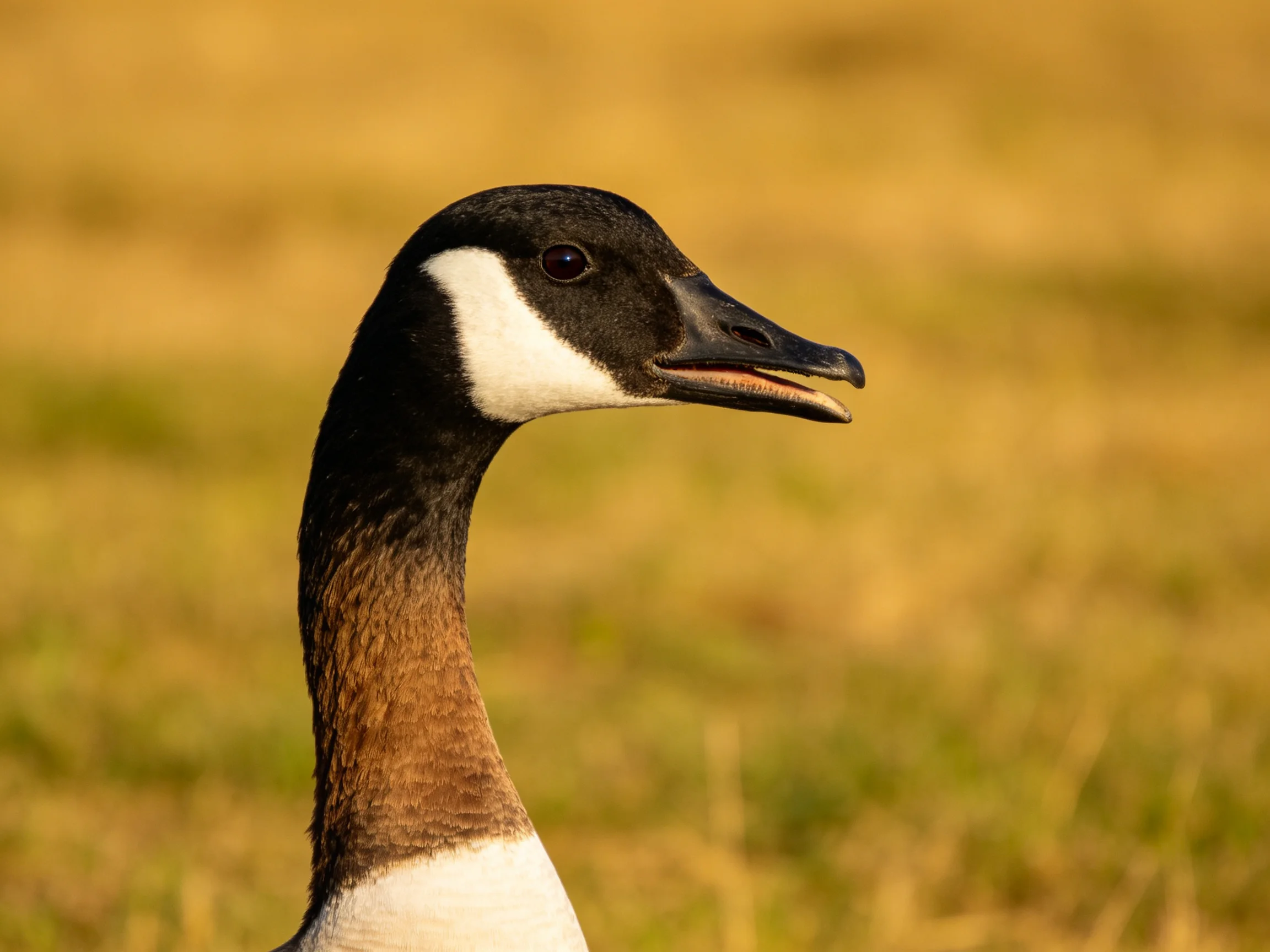 A close - up of a goose with black, white, brown plumage on golden grass