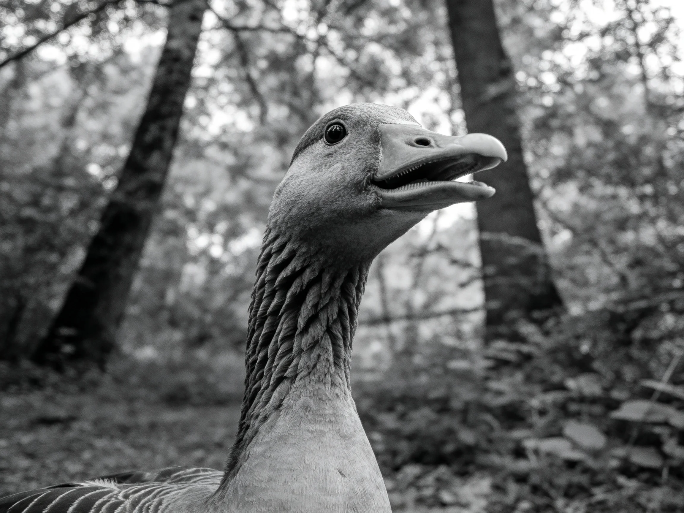 A close - up of a goose with textured neck in a wooded setting