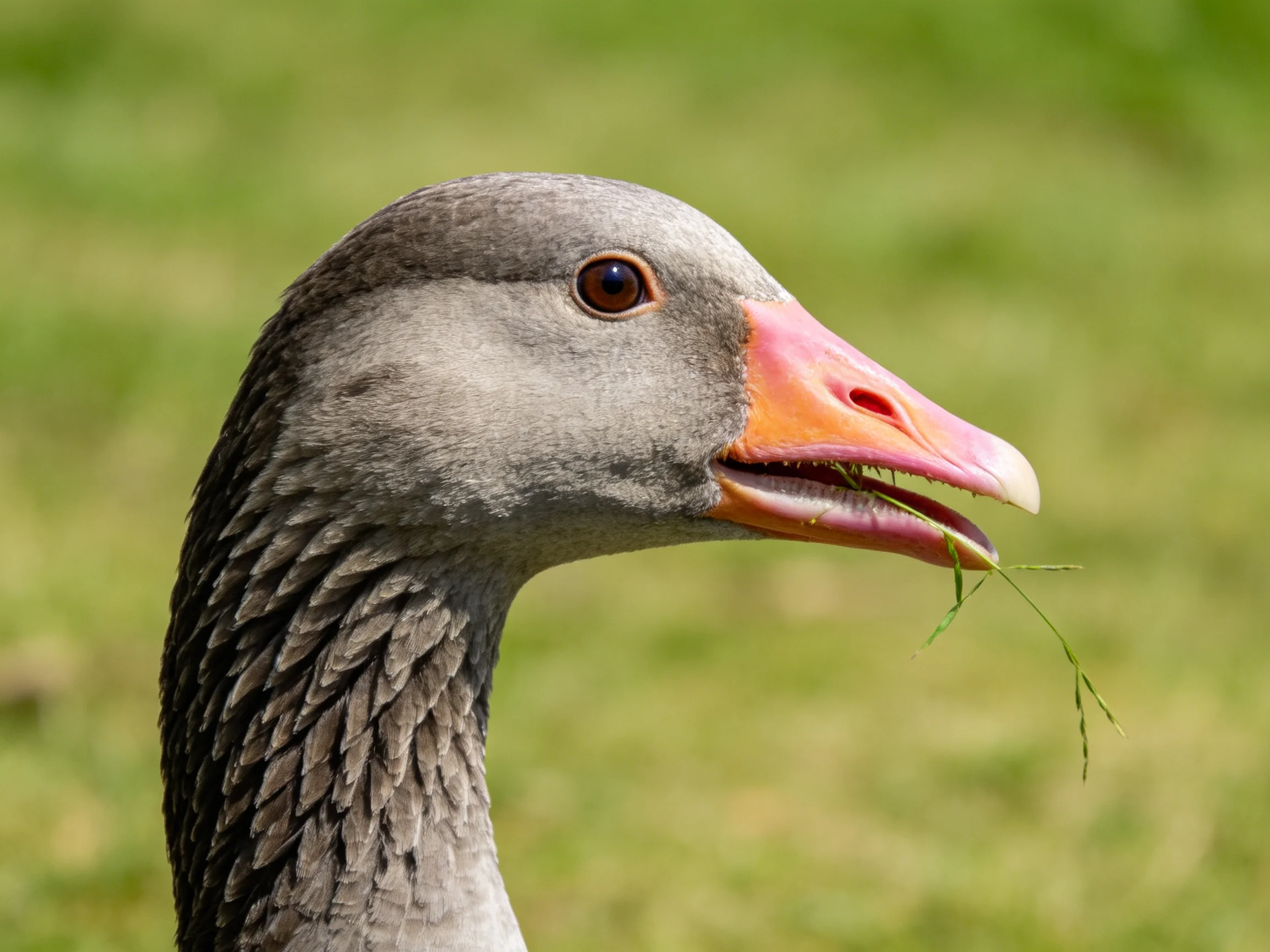 A close-up of a gray-feathered goose with an orange-pink beak