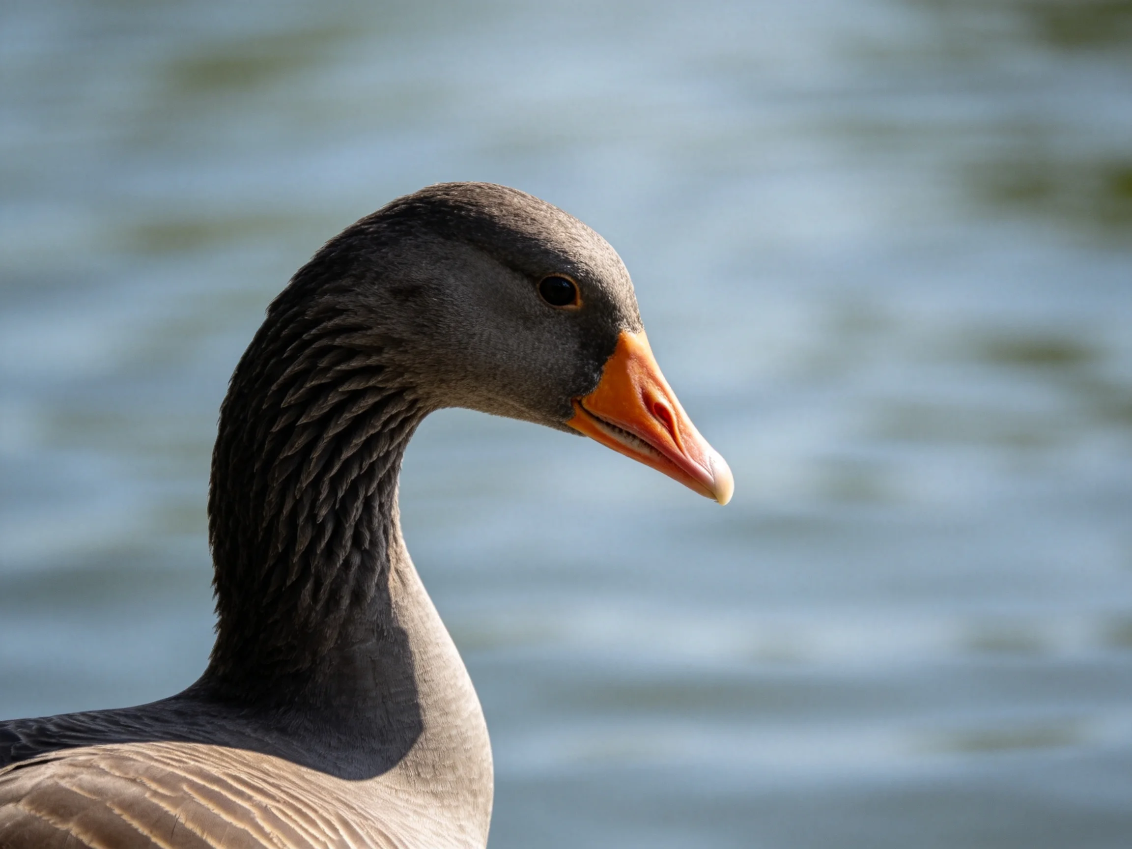 A close - up of a gray goose with an orange beak by calm water