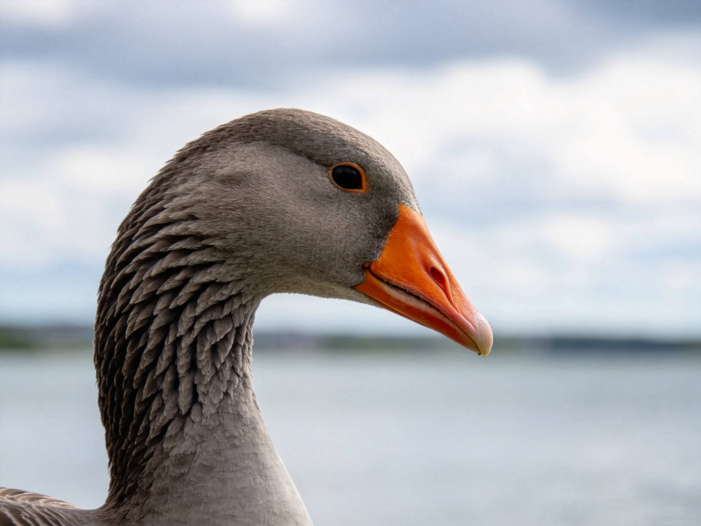A close - up of a gray goose with an orange beak near calm waters