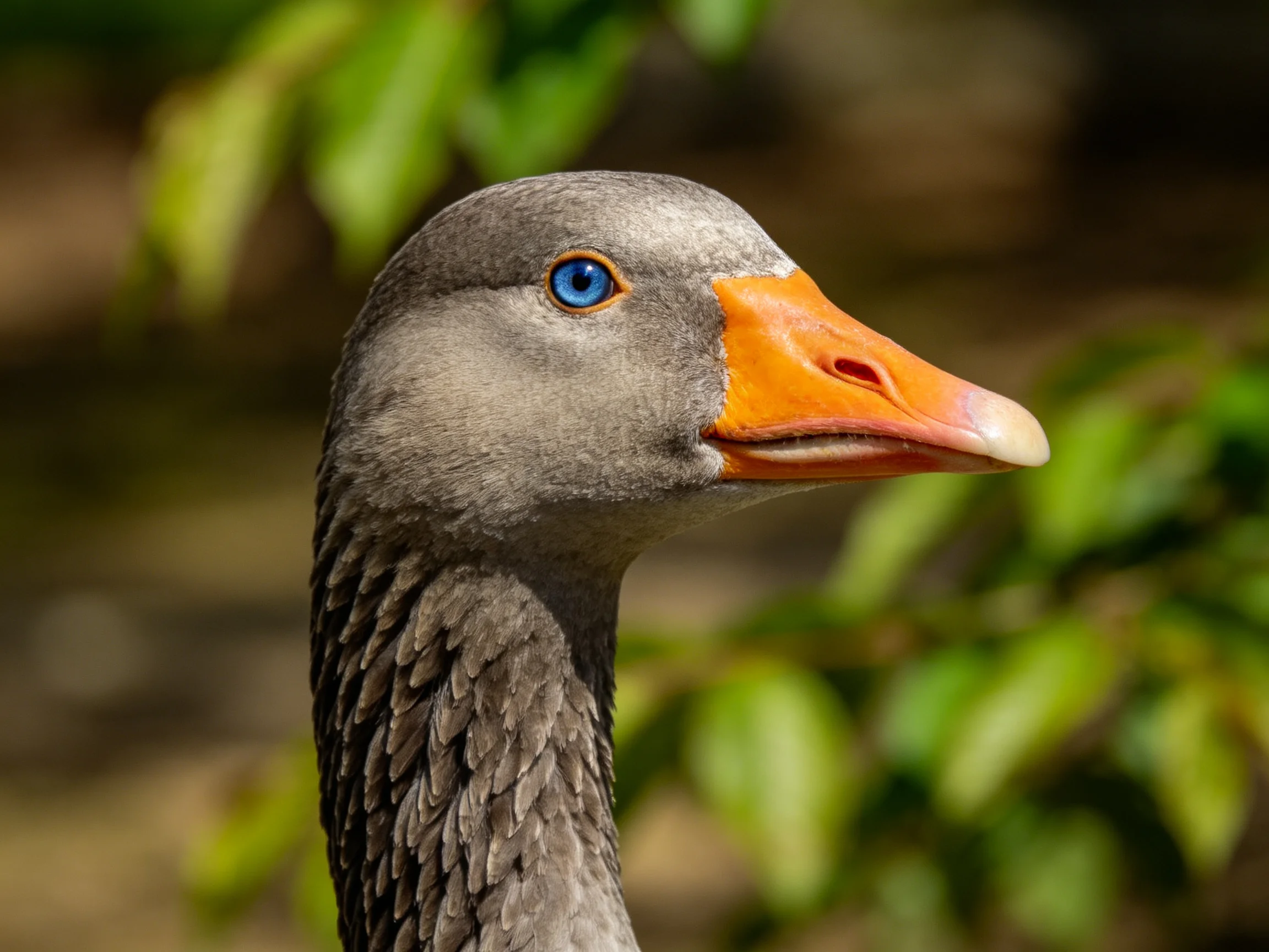 A close - up shows a gray goose with an orange beak amid blurred greenery.