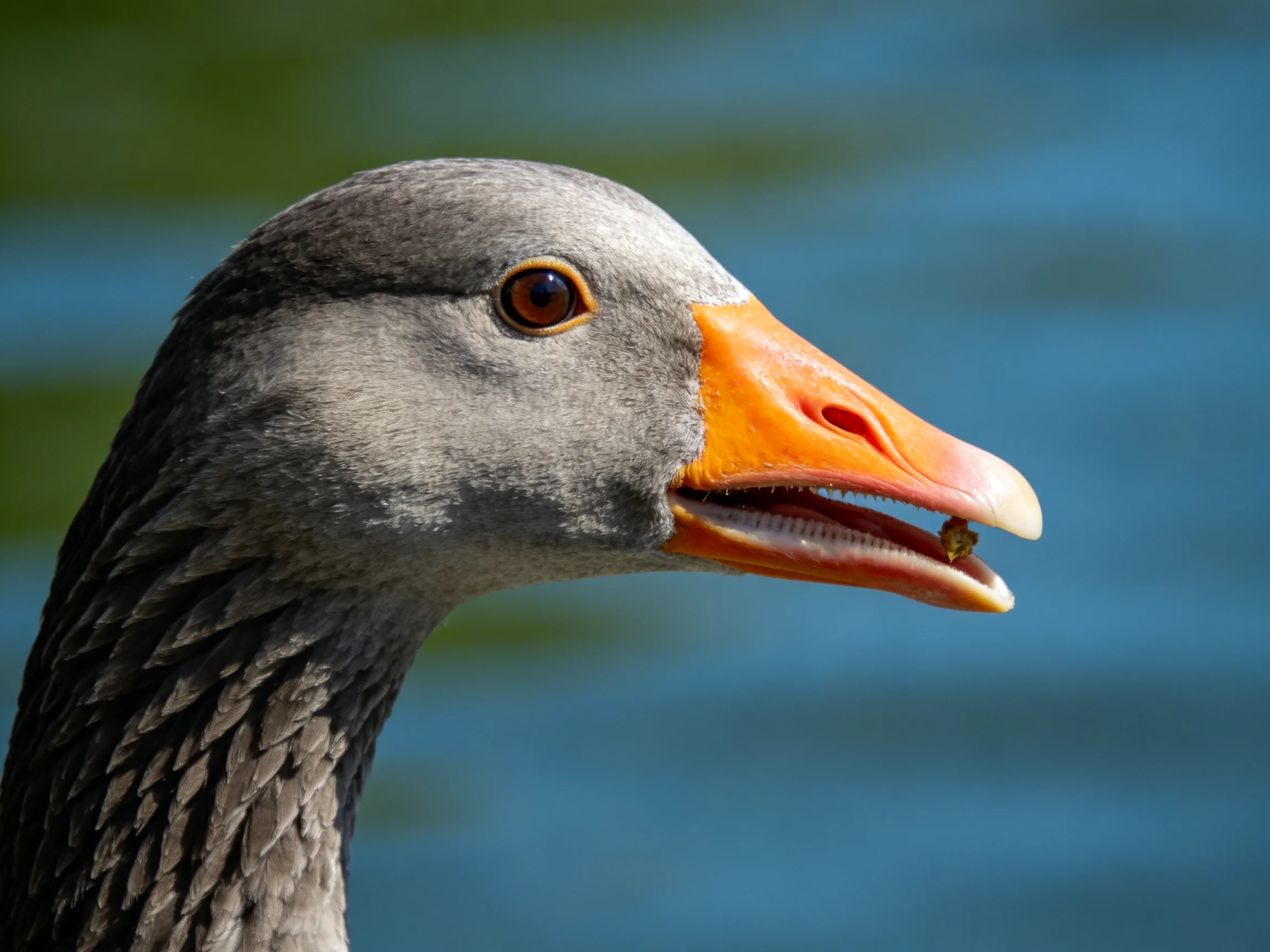 A close - up of a gray goose withan orange beak near blue water